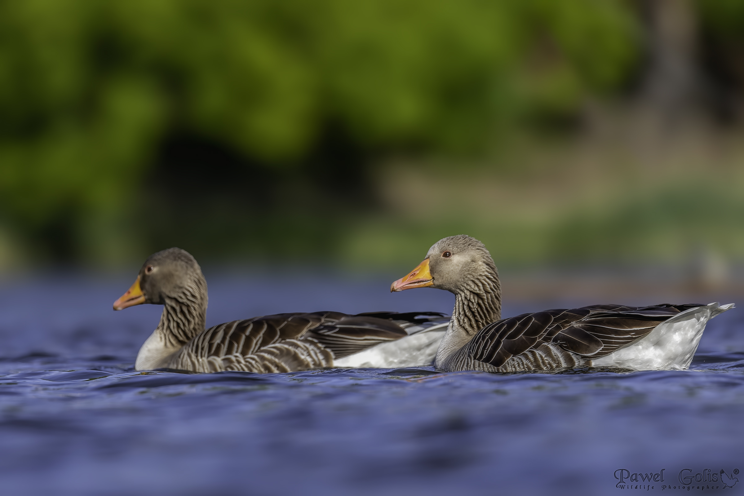 Oca selvatica (Anser anser)