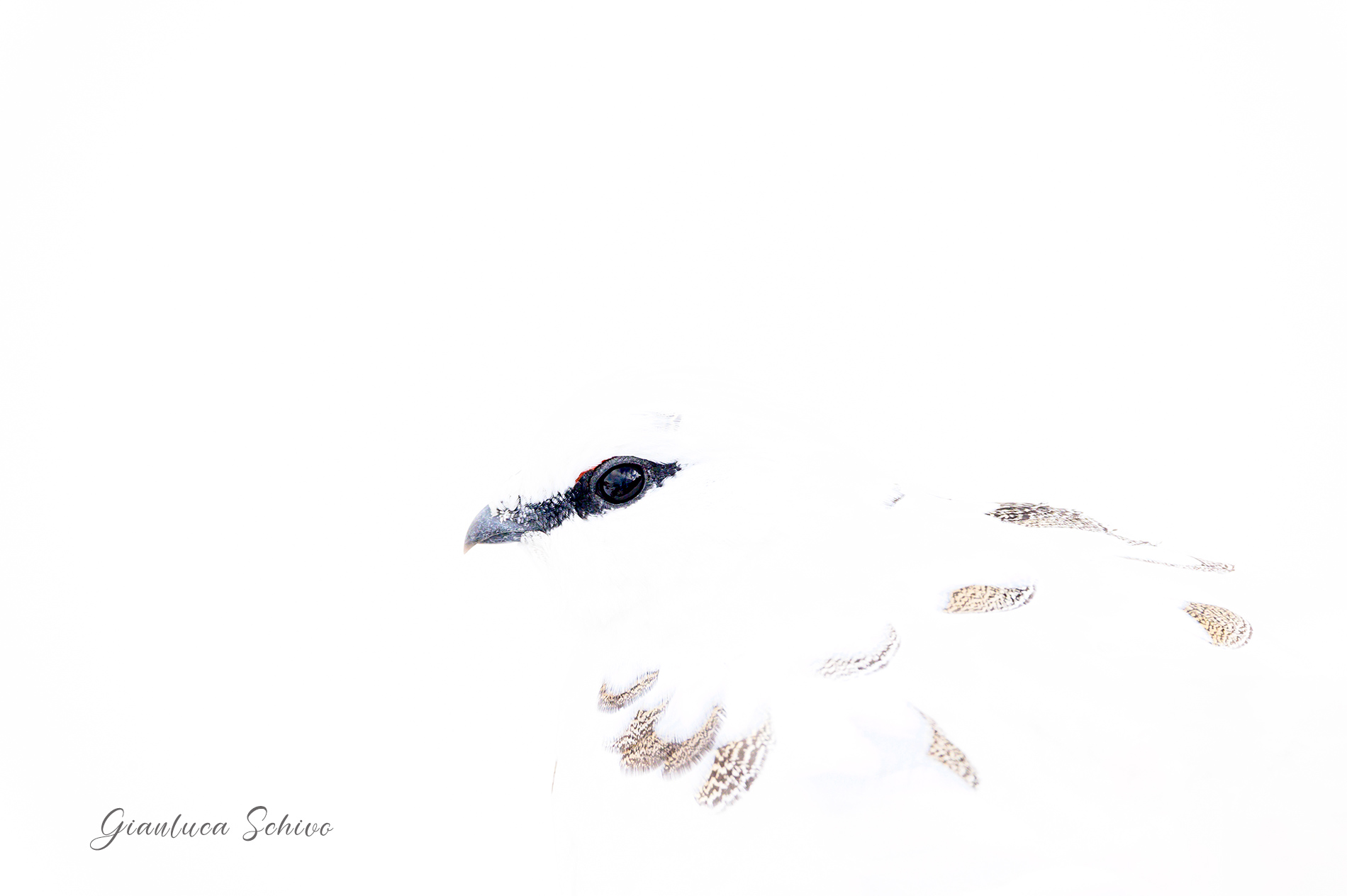 Ptarmigan