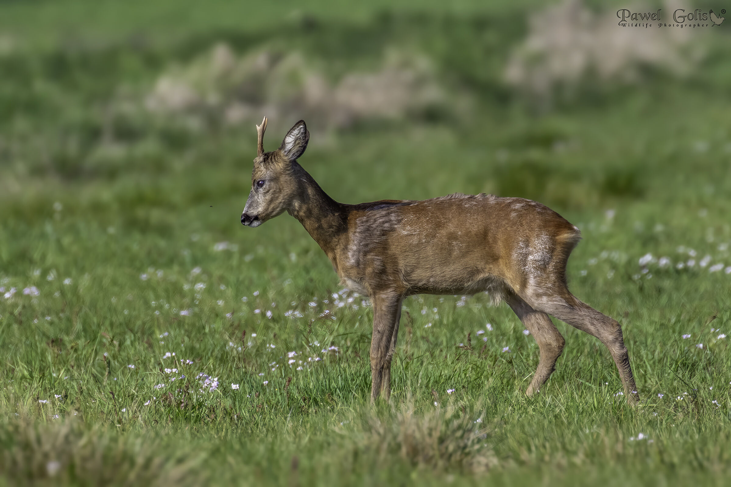Capriolo (Capreolus capreolus)