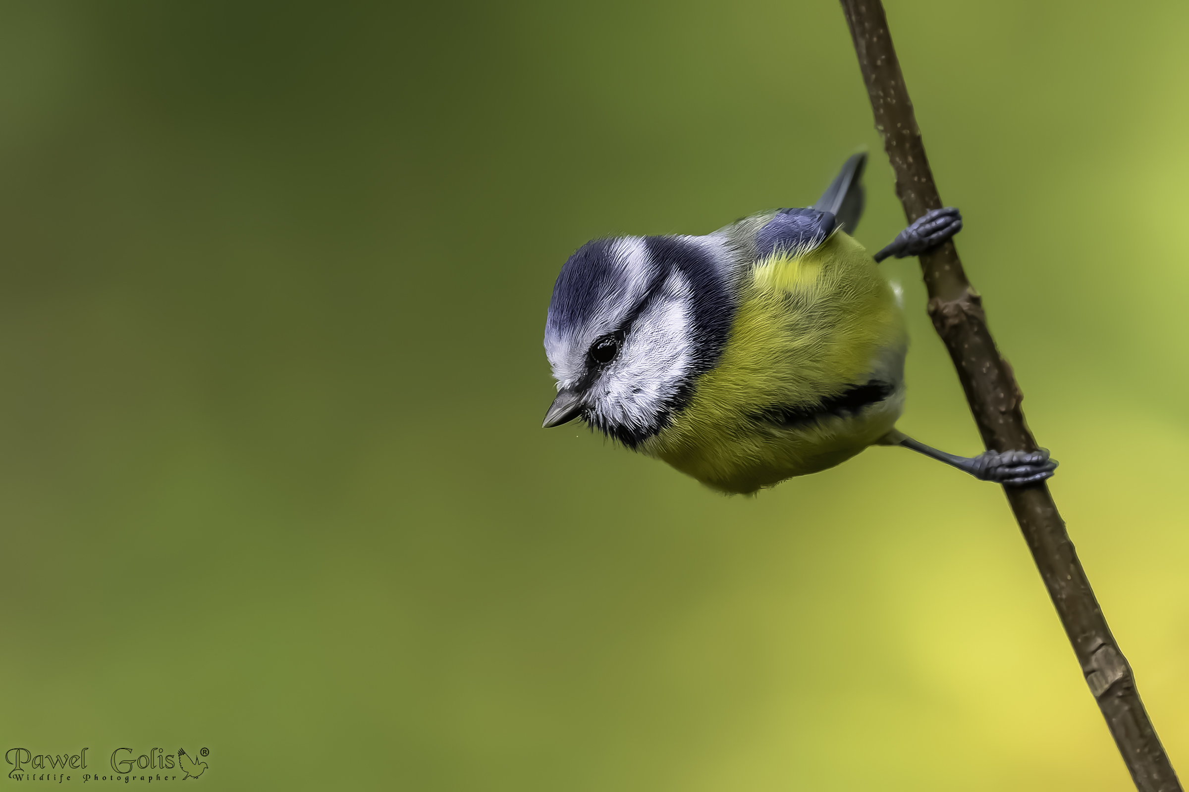 Cincia azzurra (Cyanistes caeruleus)