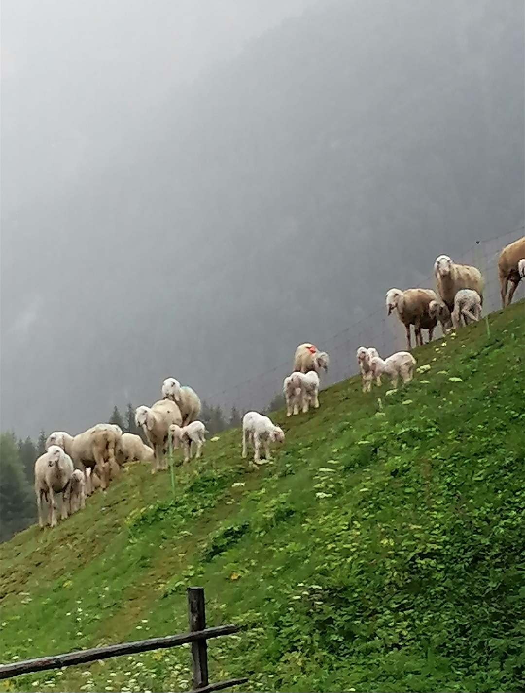 Sheep grazing