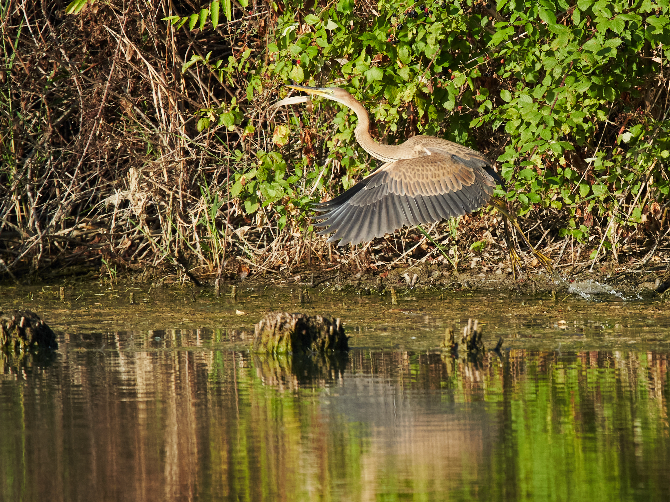 Airone rosso in decollo