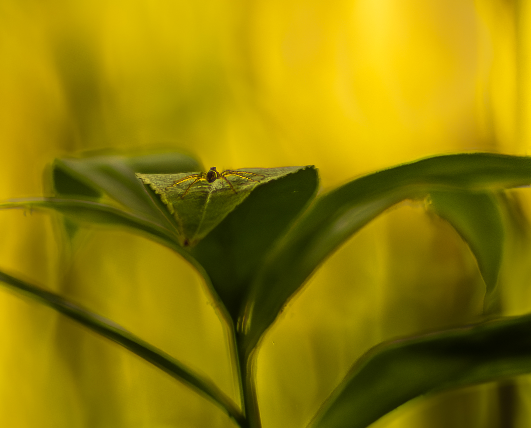 The spider mite lurking