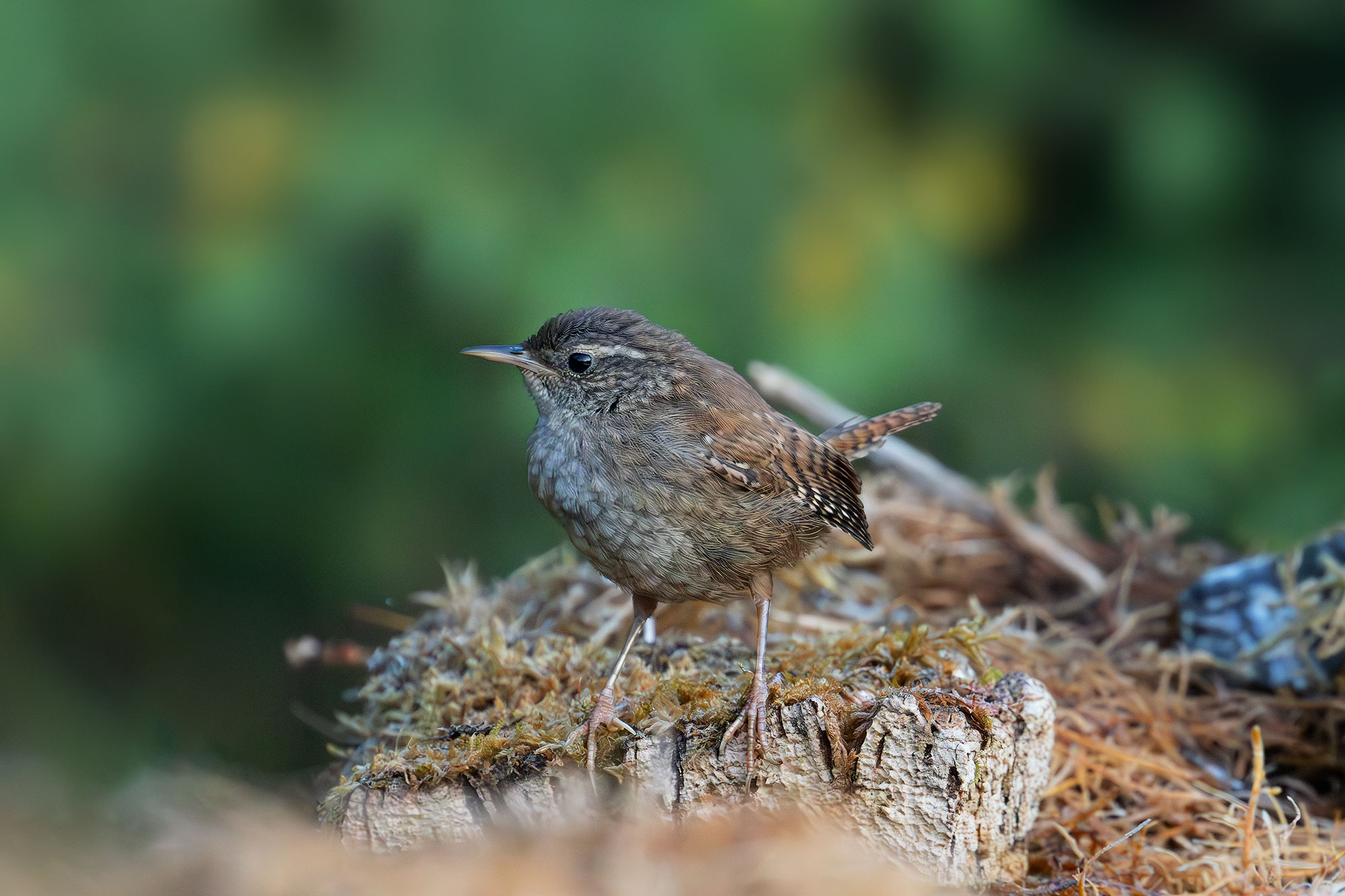 Young Wren