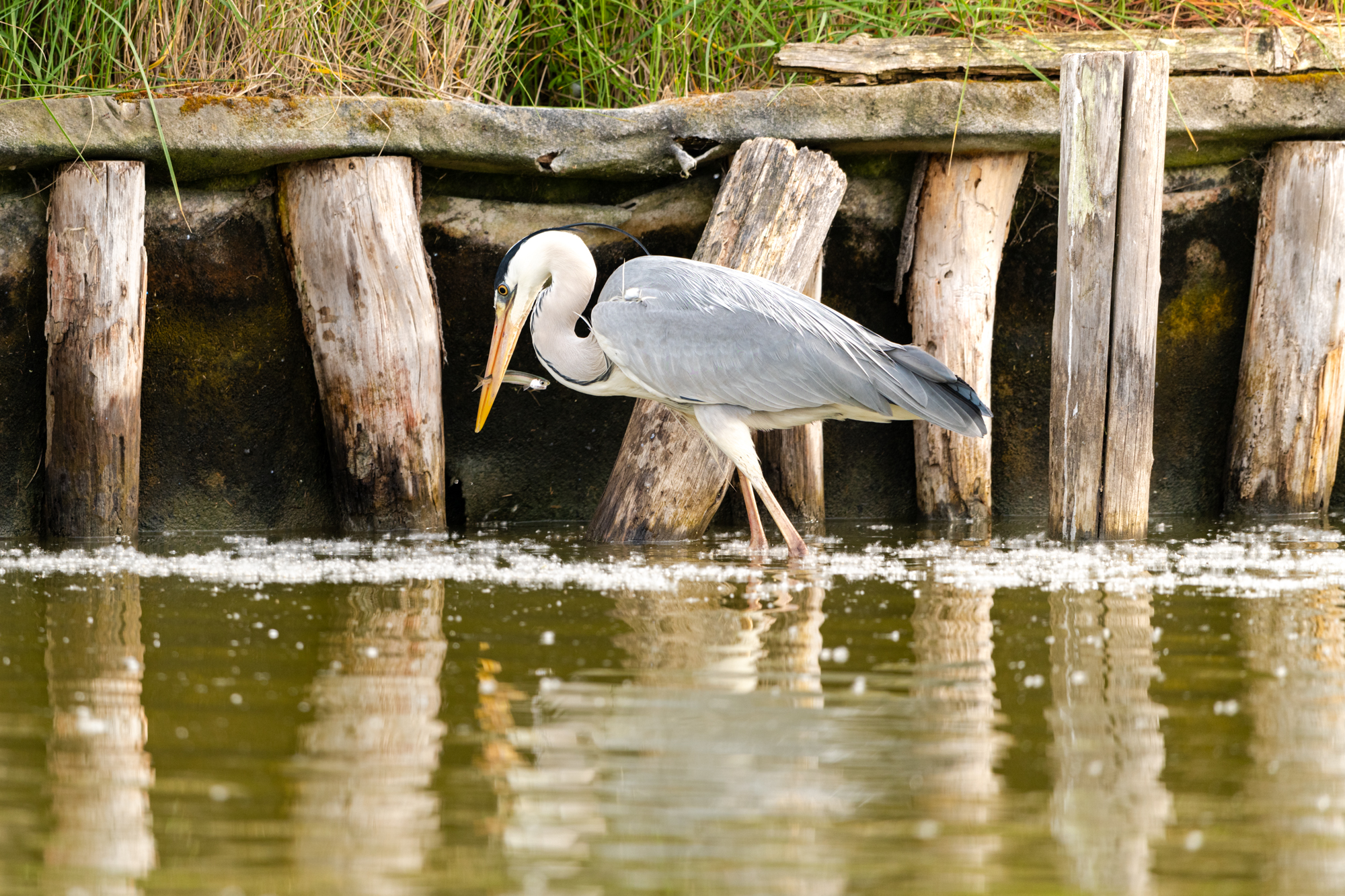 GREY HERON WITH PREY