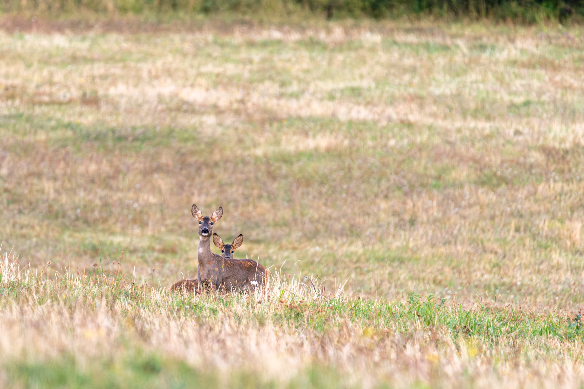 FEMALE ROE DEER WITH CUB