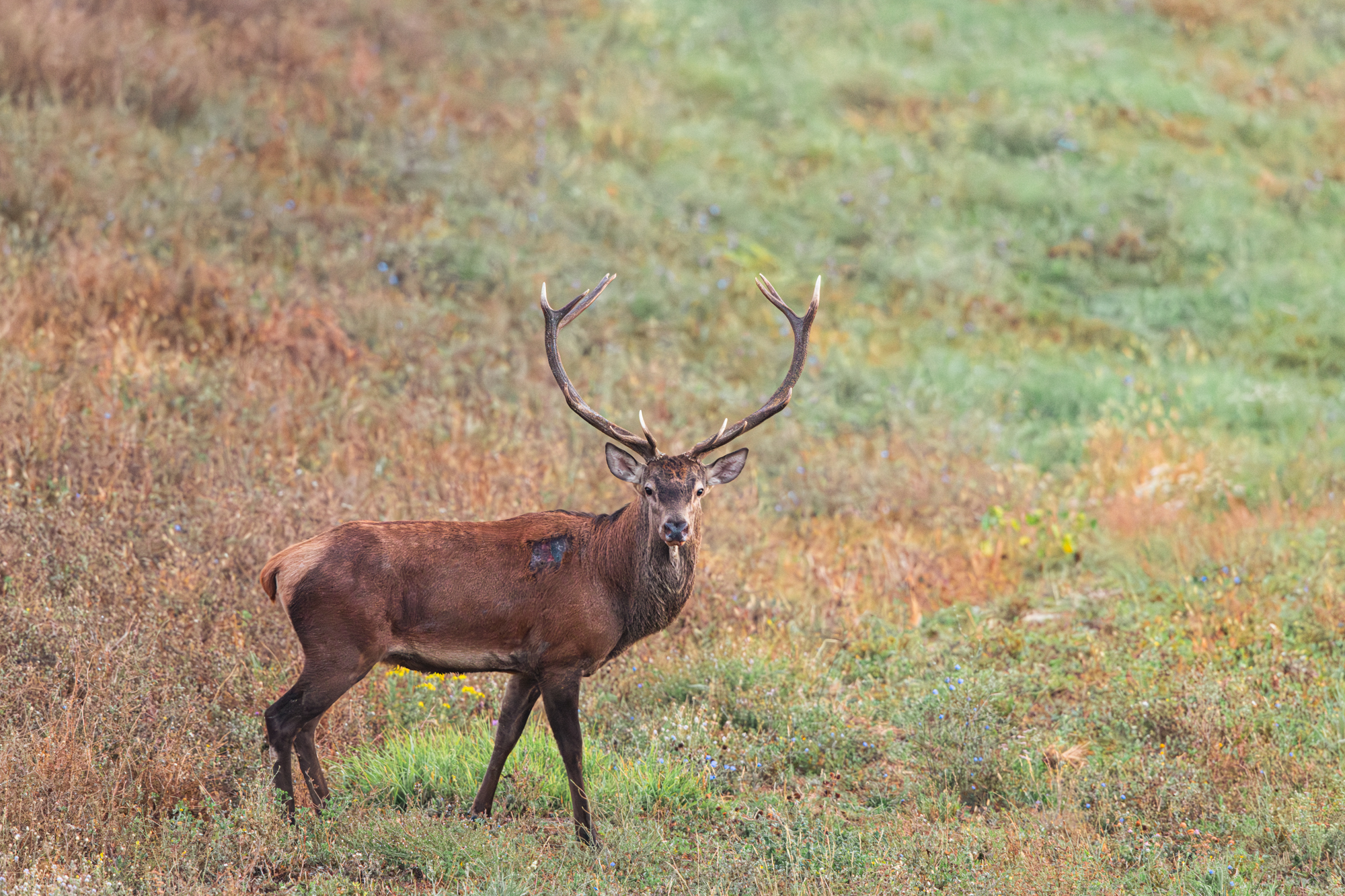DEER AT MONTE SOLE