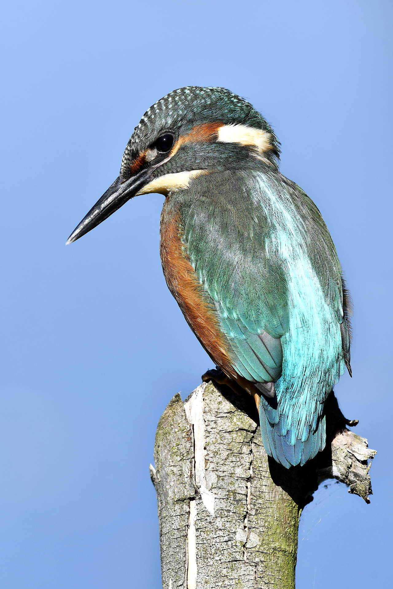 Kingfisher