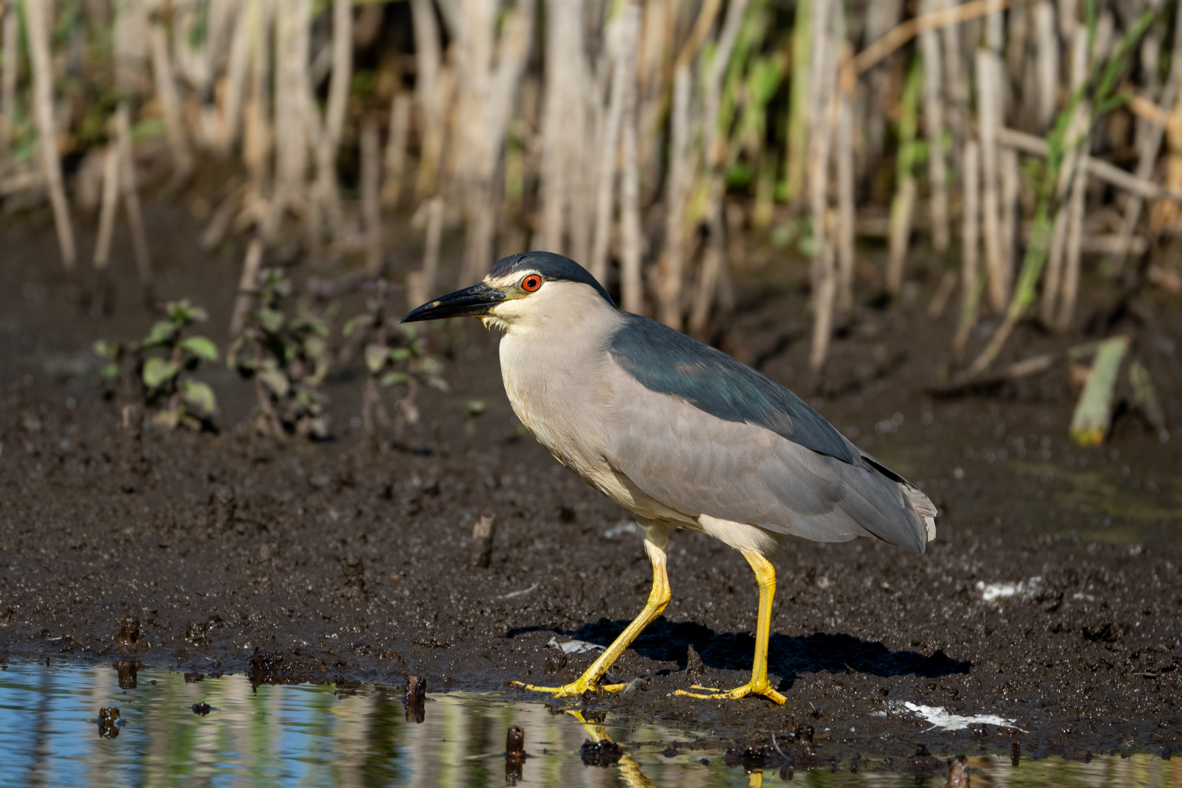 Nitticora (Nycticorax nycticorax)