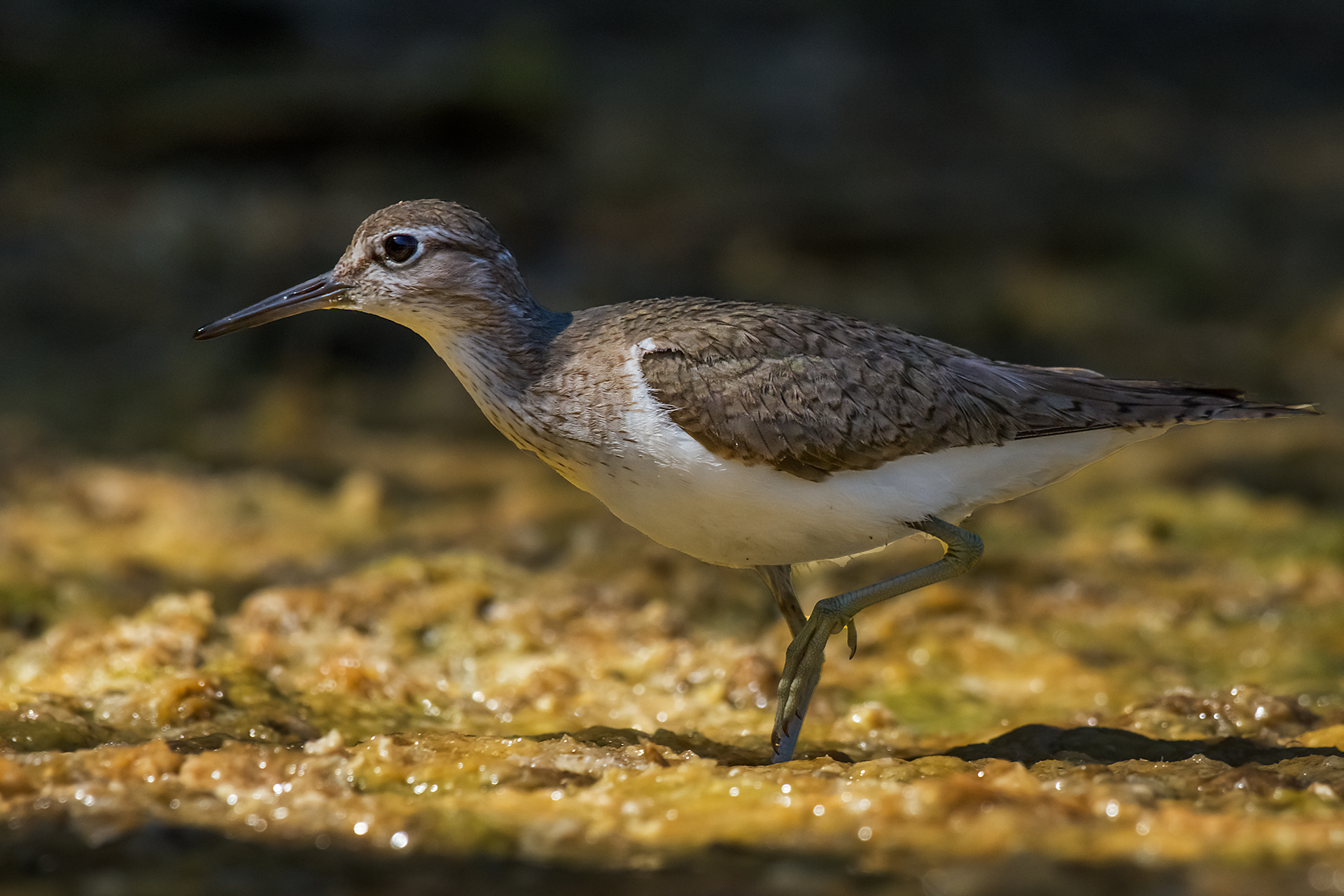 Small Sandpiper