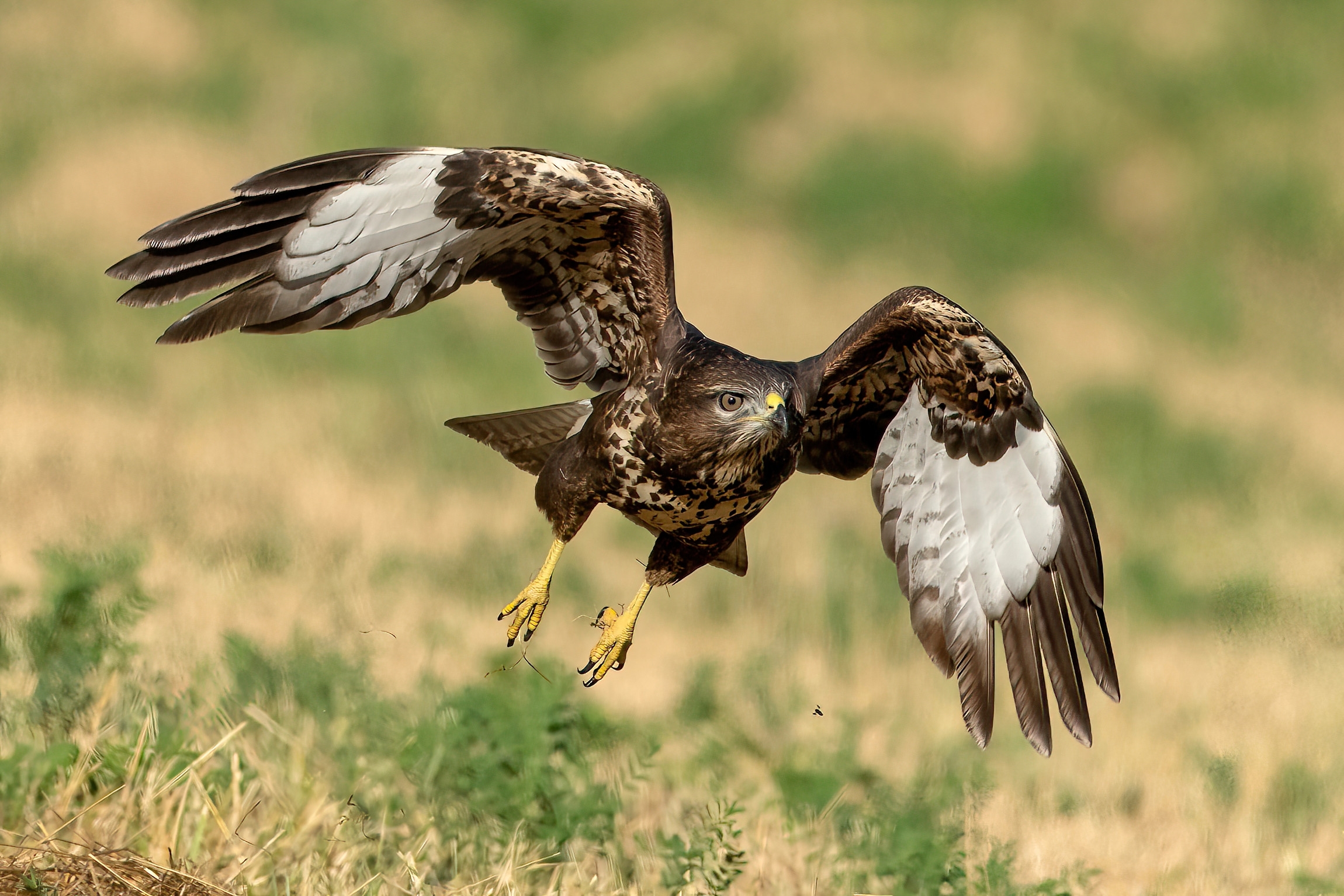 Buzzard (Buteo buteo)