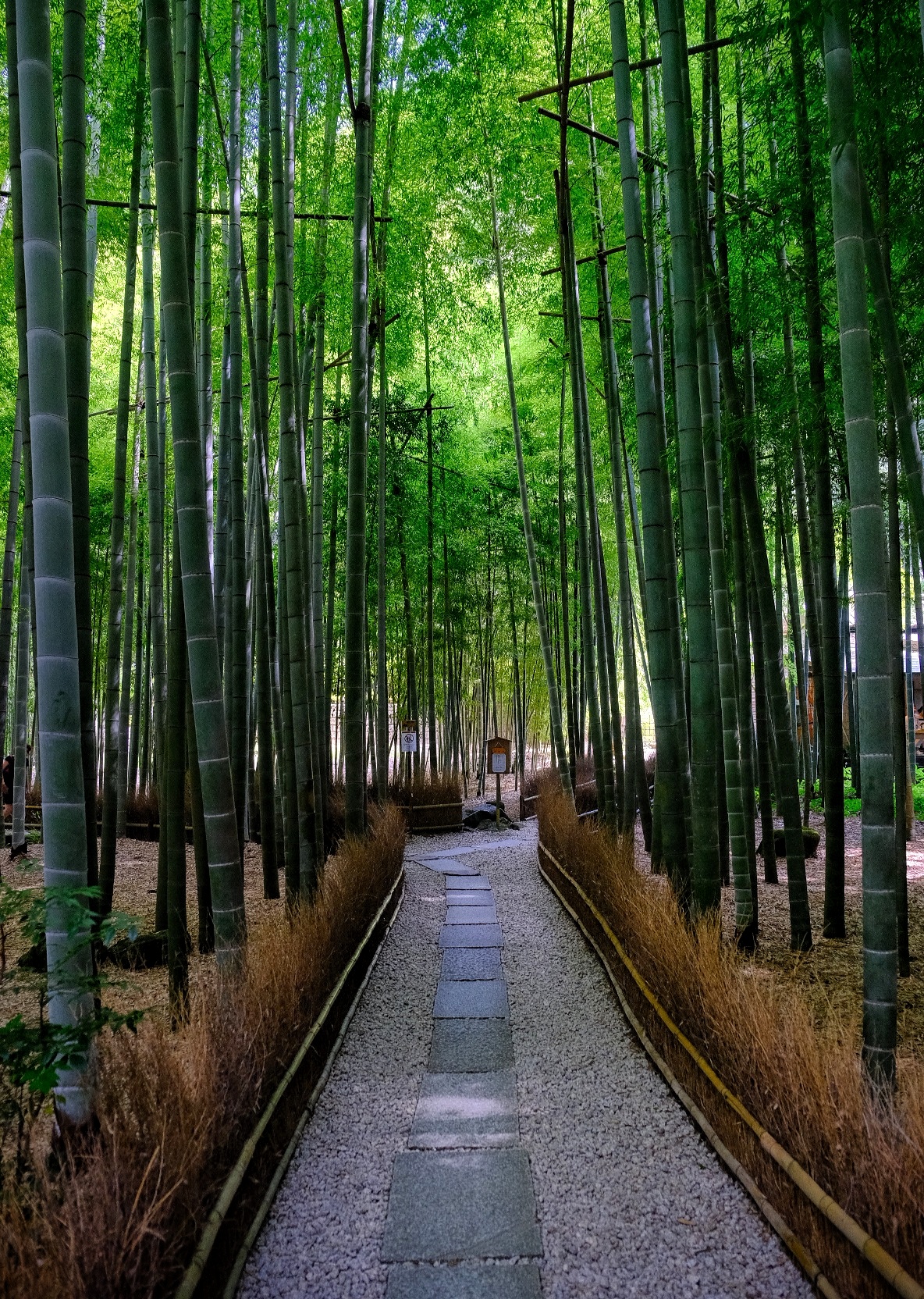 Bamboo di Kamakura