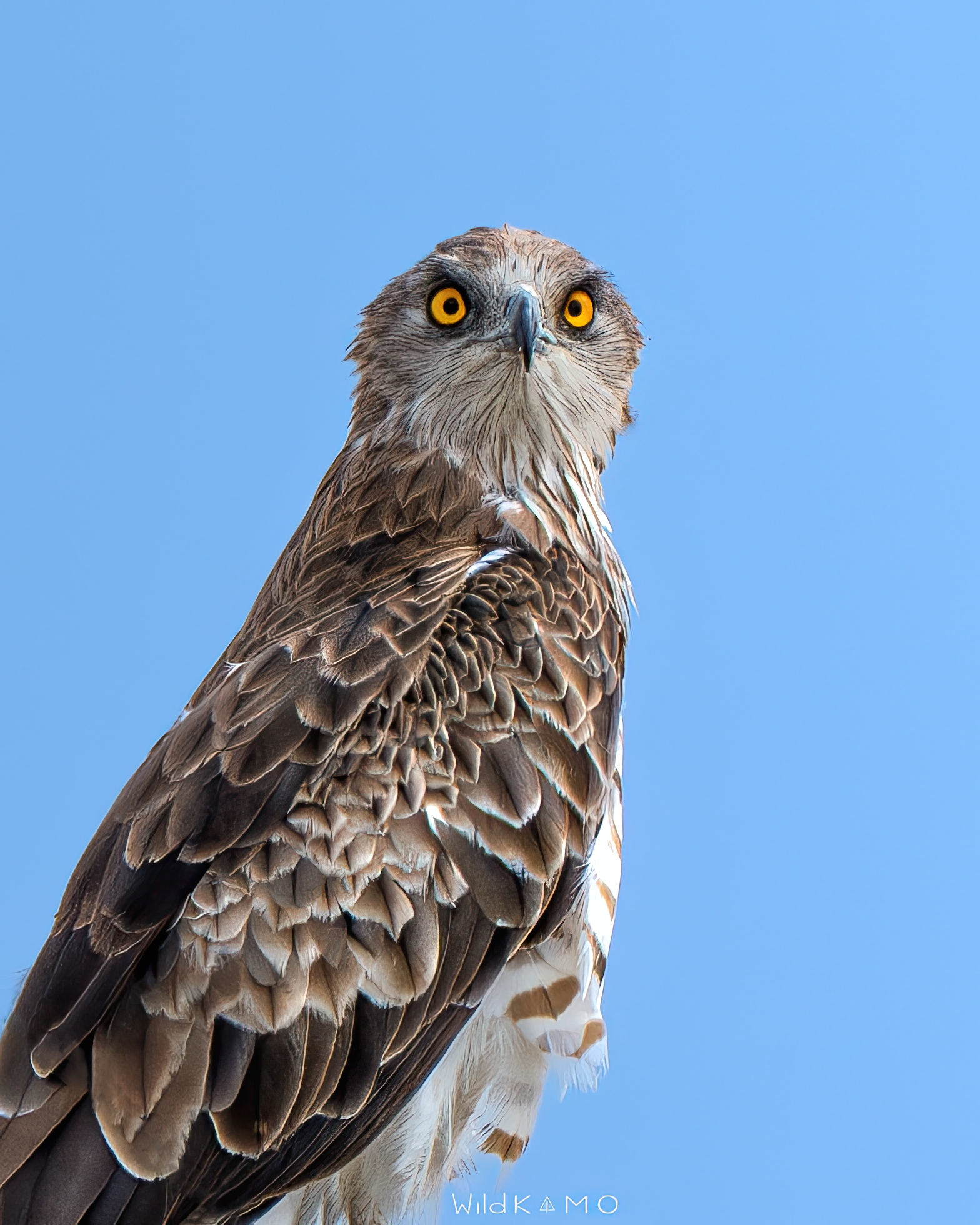 biancone Anche detto Aquila dei Serpenti