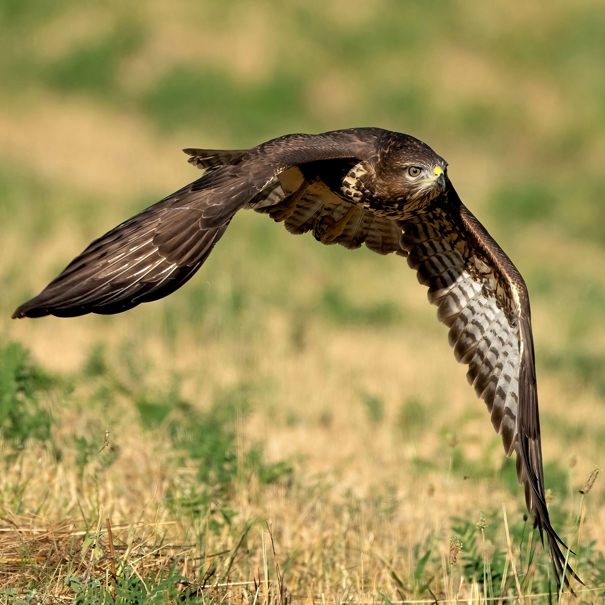 Buzzard (Buteo buteo)