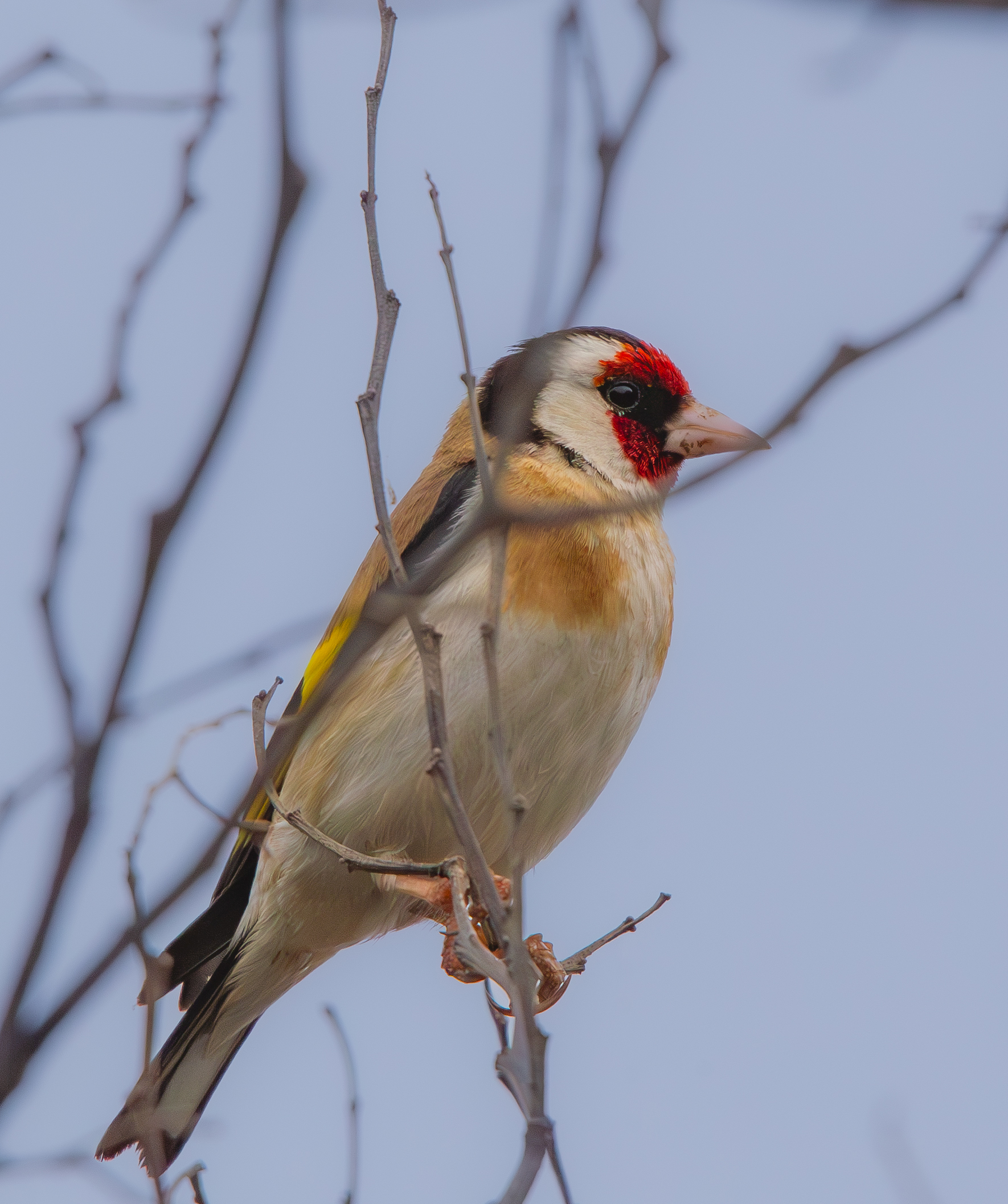 goldfinch