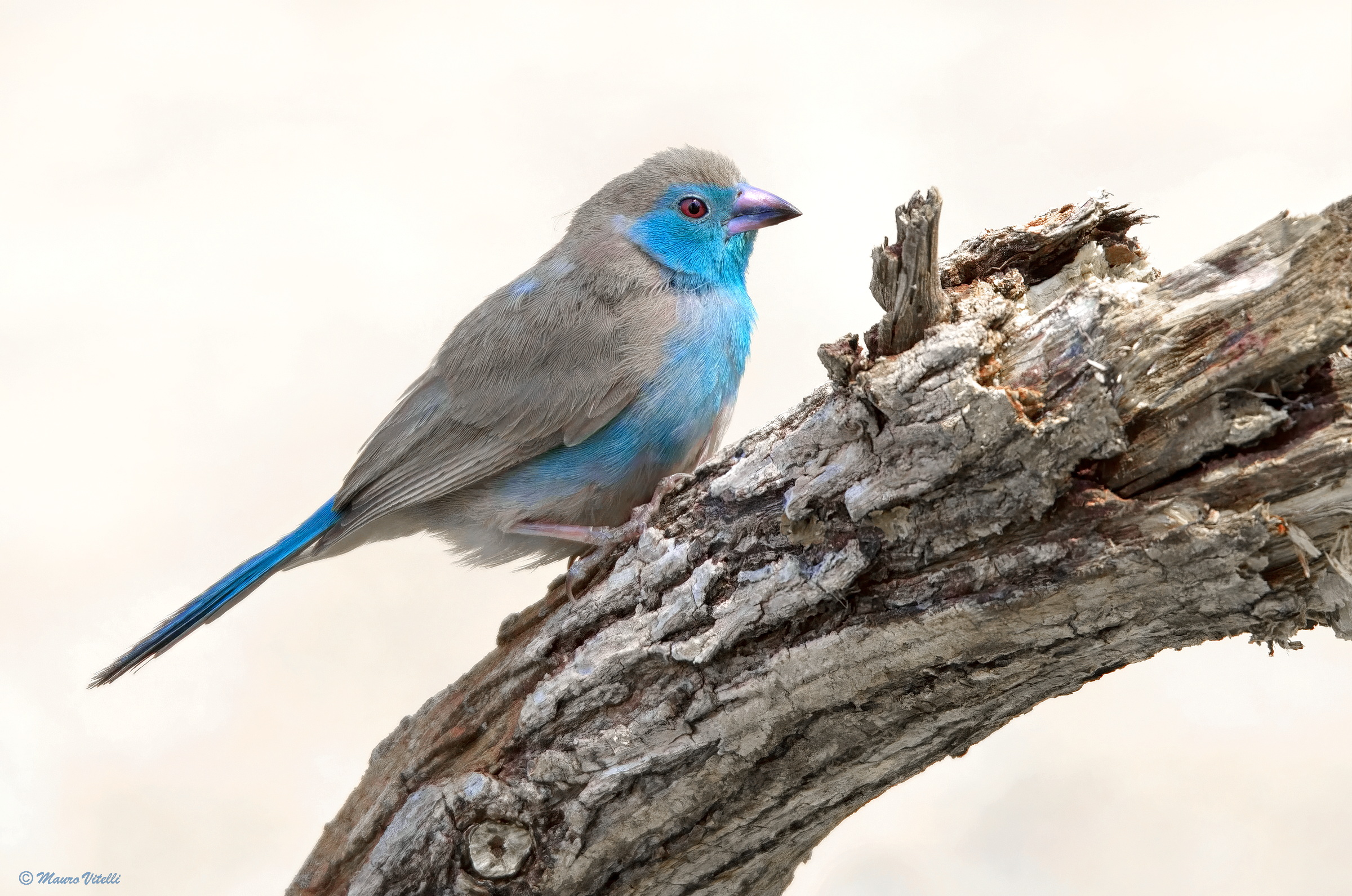 Blue wax beak (Uraeginthus angolensis)