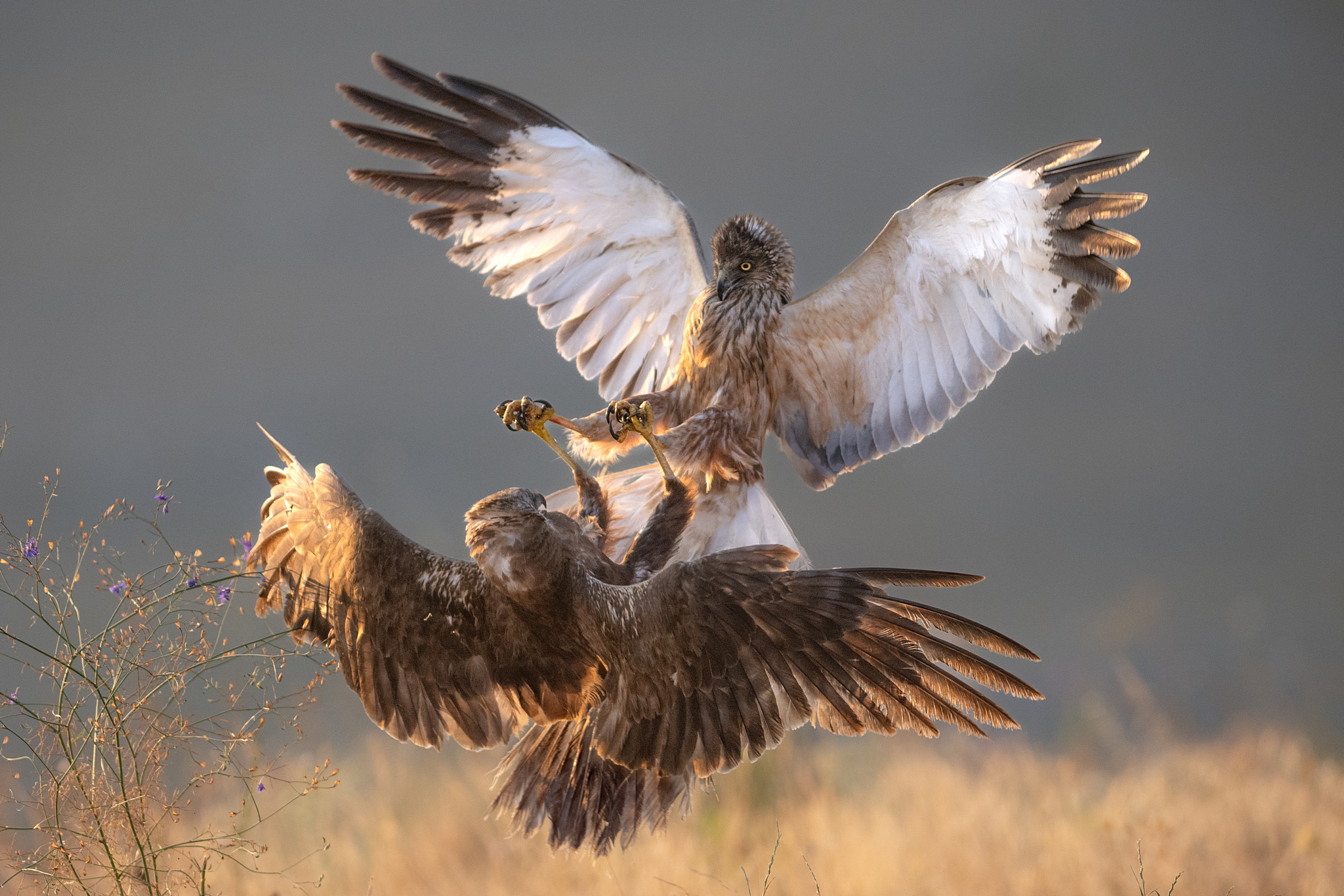 Combattere i falchi di palude