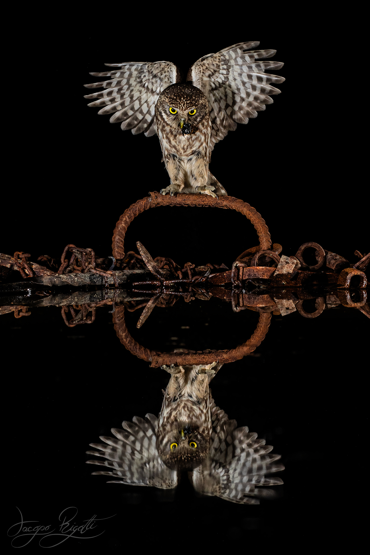 Owl with prey