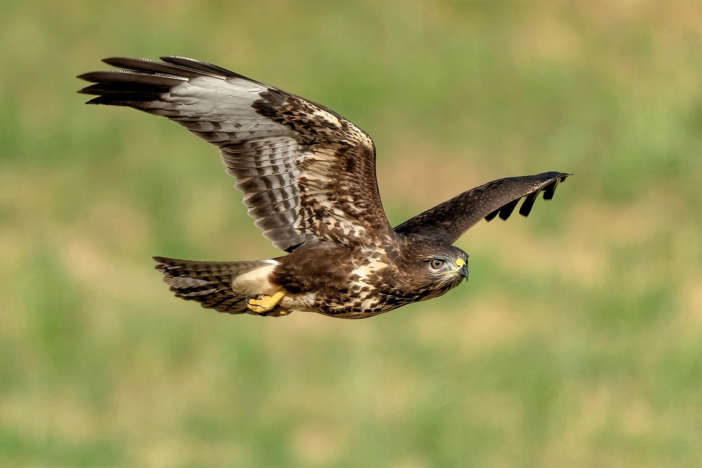 Buzzard (Buteo buteo)