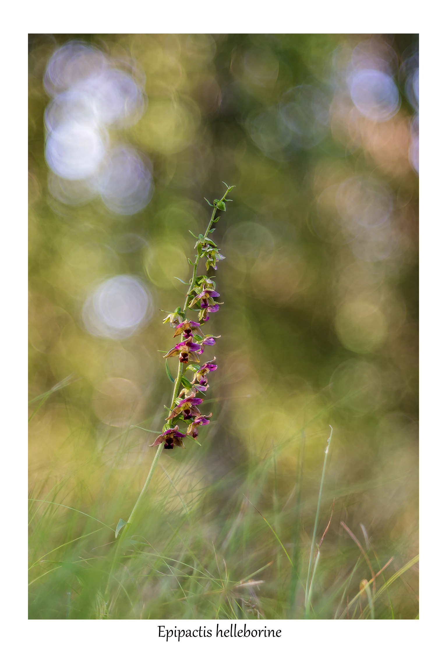 Epipactis helleborine