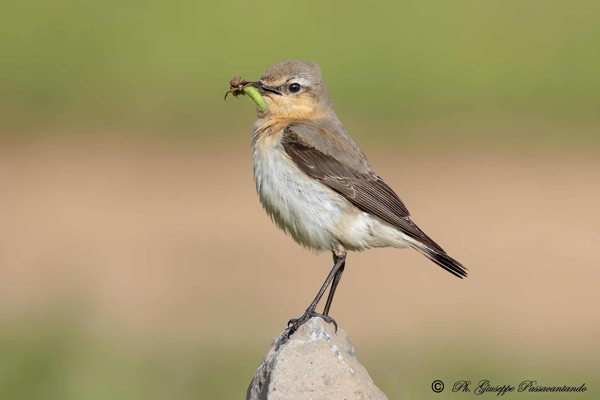 Female Wheatear with