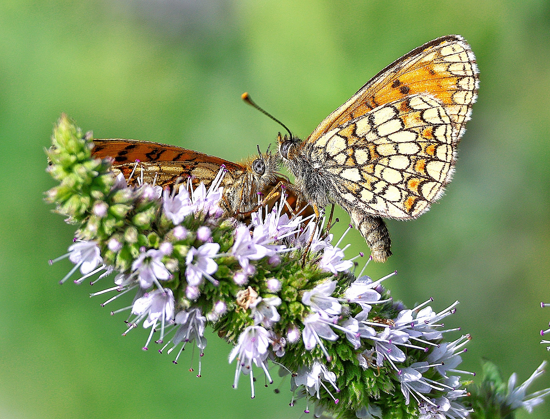 Melitaea athalia _ corteggiamento