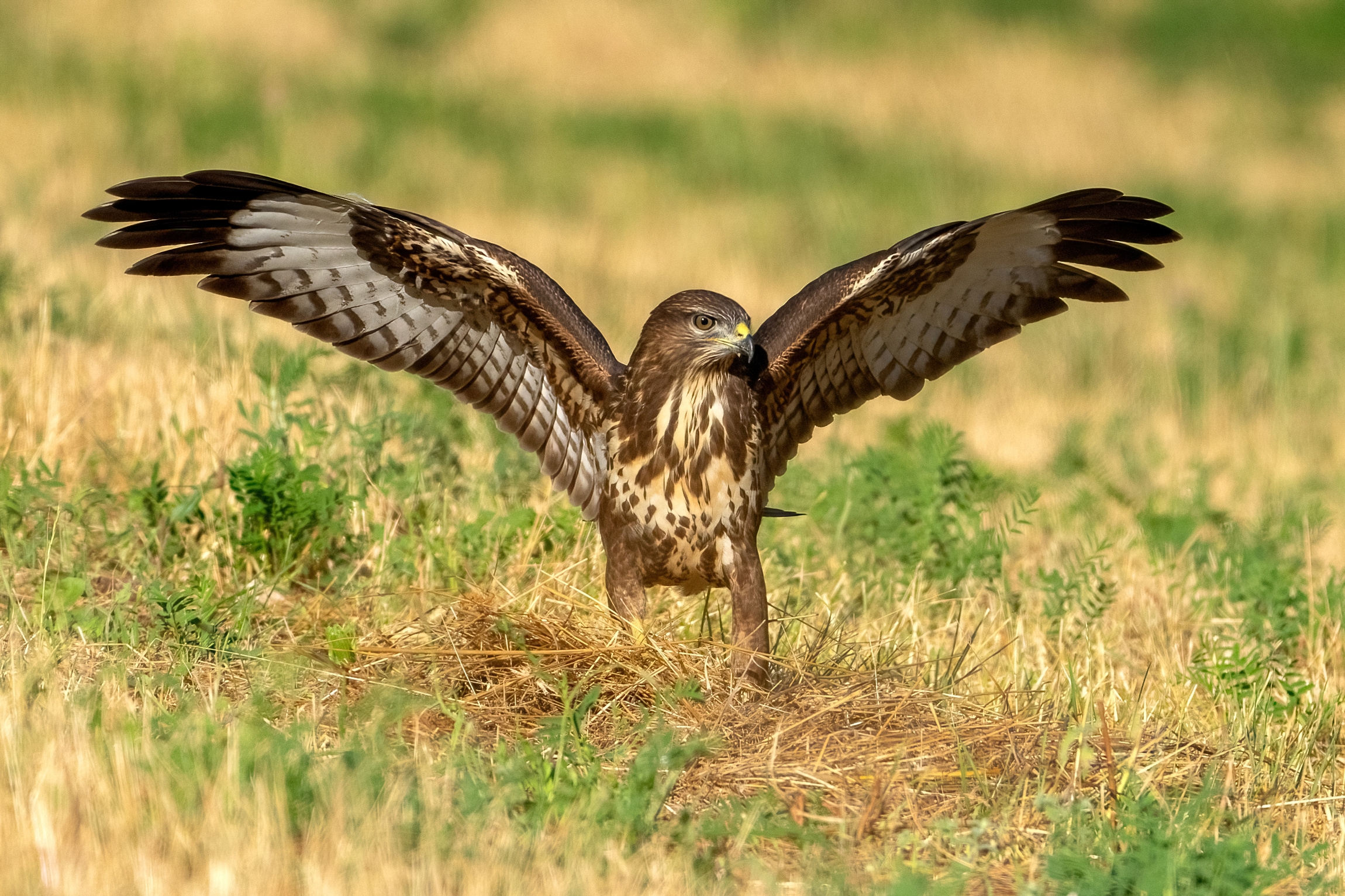 Buzzard (Buteo buteo)