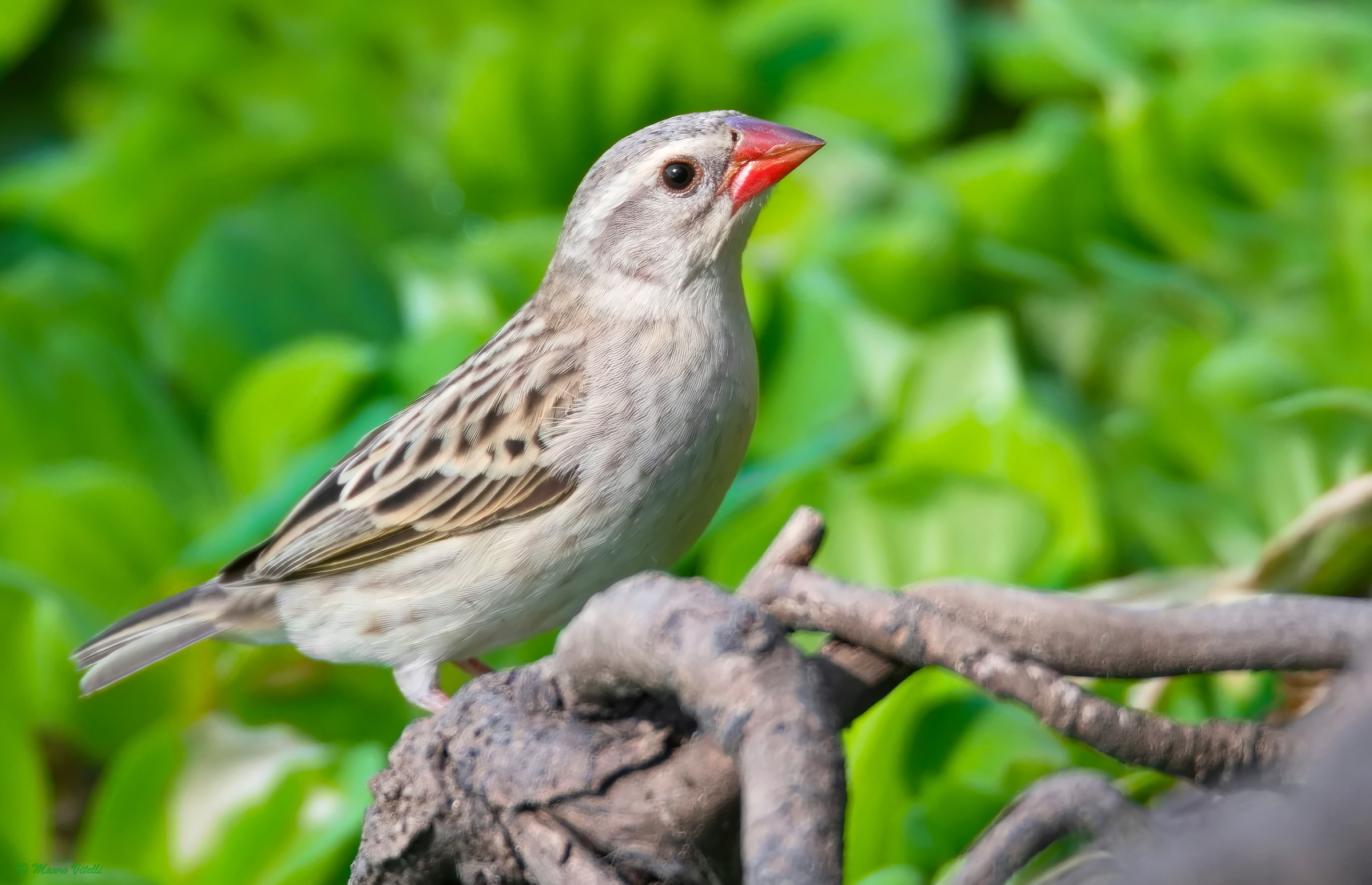 Red-billed Quelea (Quelea quelea)