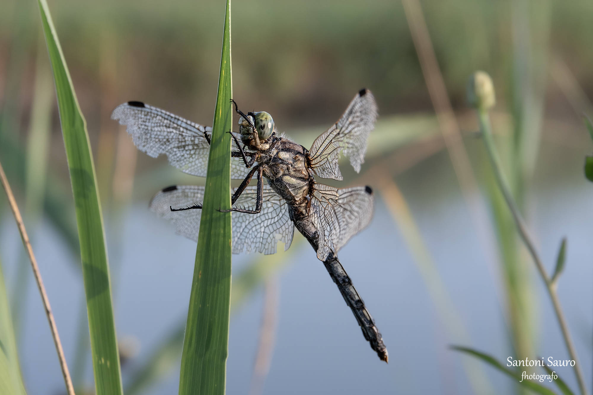 Cardinal Venerosse Sympetrum fonscolombii