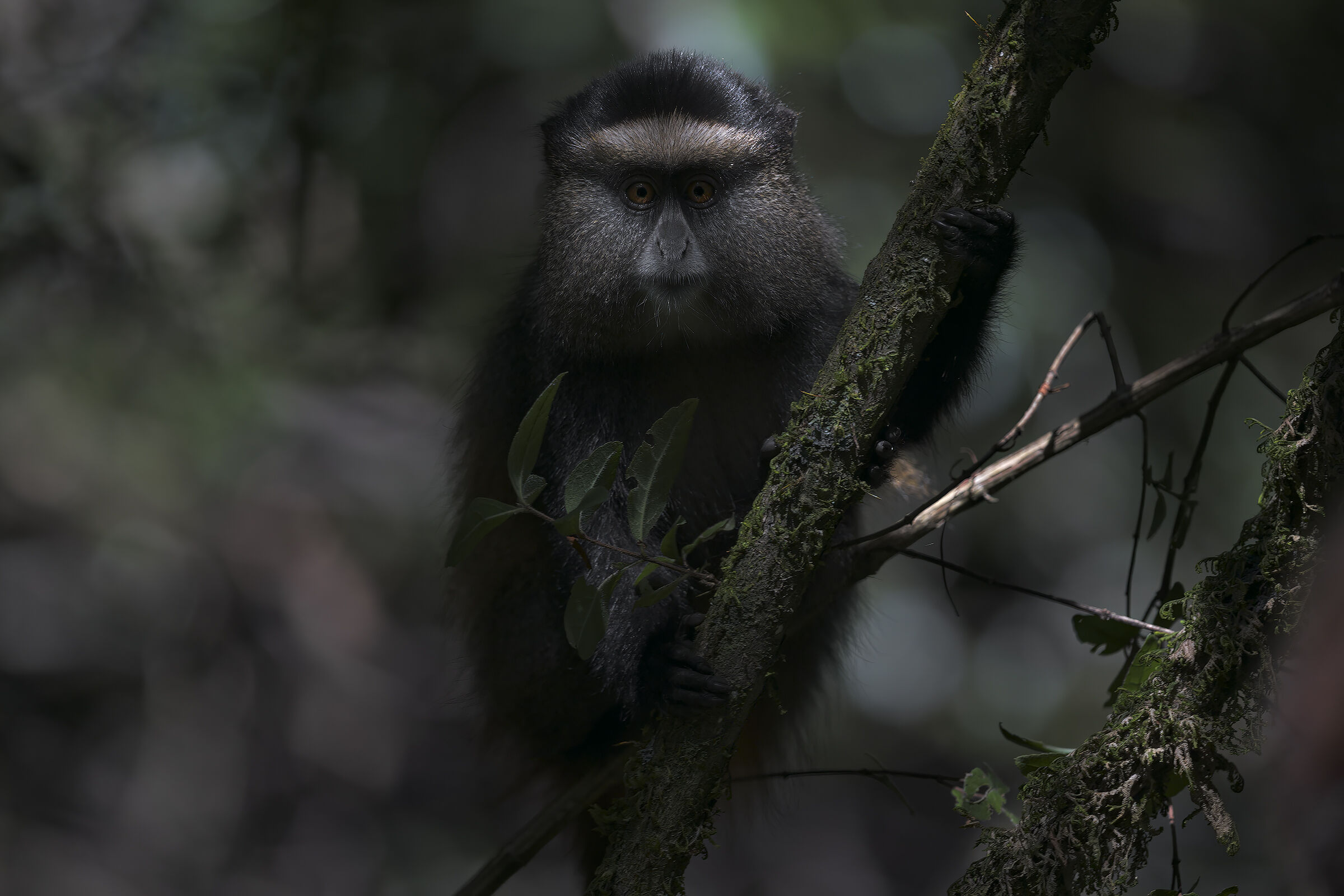 ceropiteco dorato nel folto della foresta