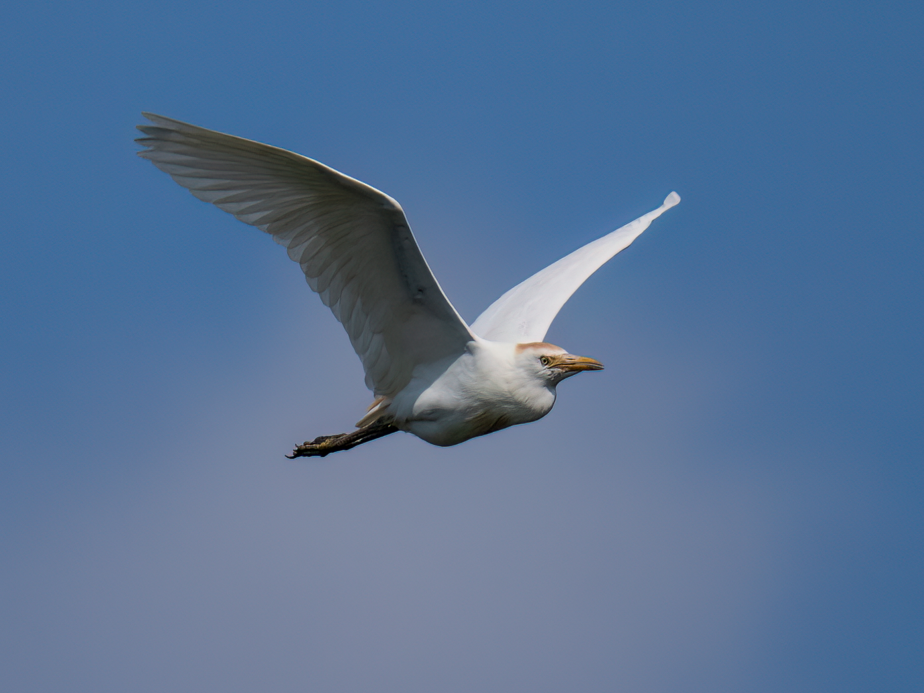 Cattle egret
