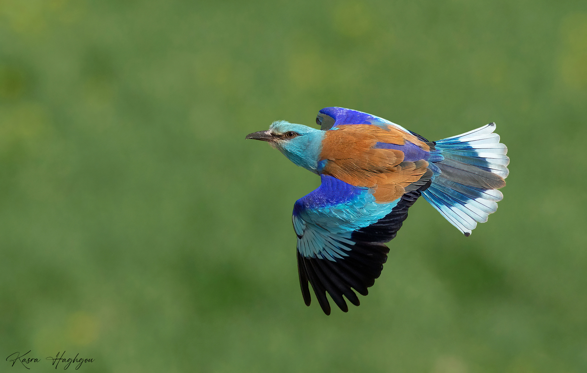 European roller