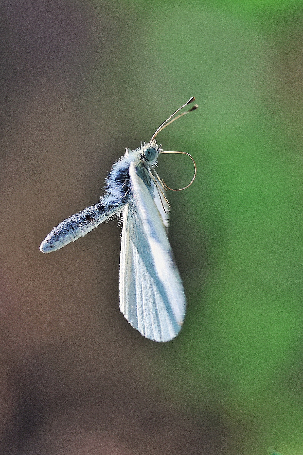 Pieris brassicae
