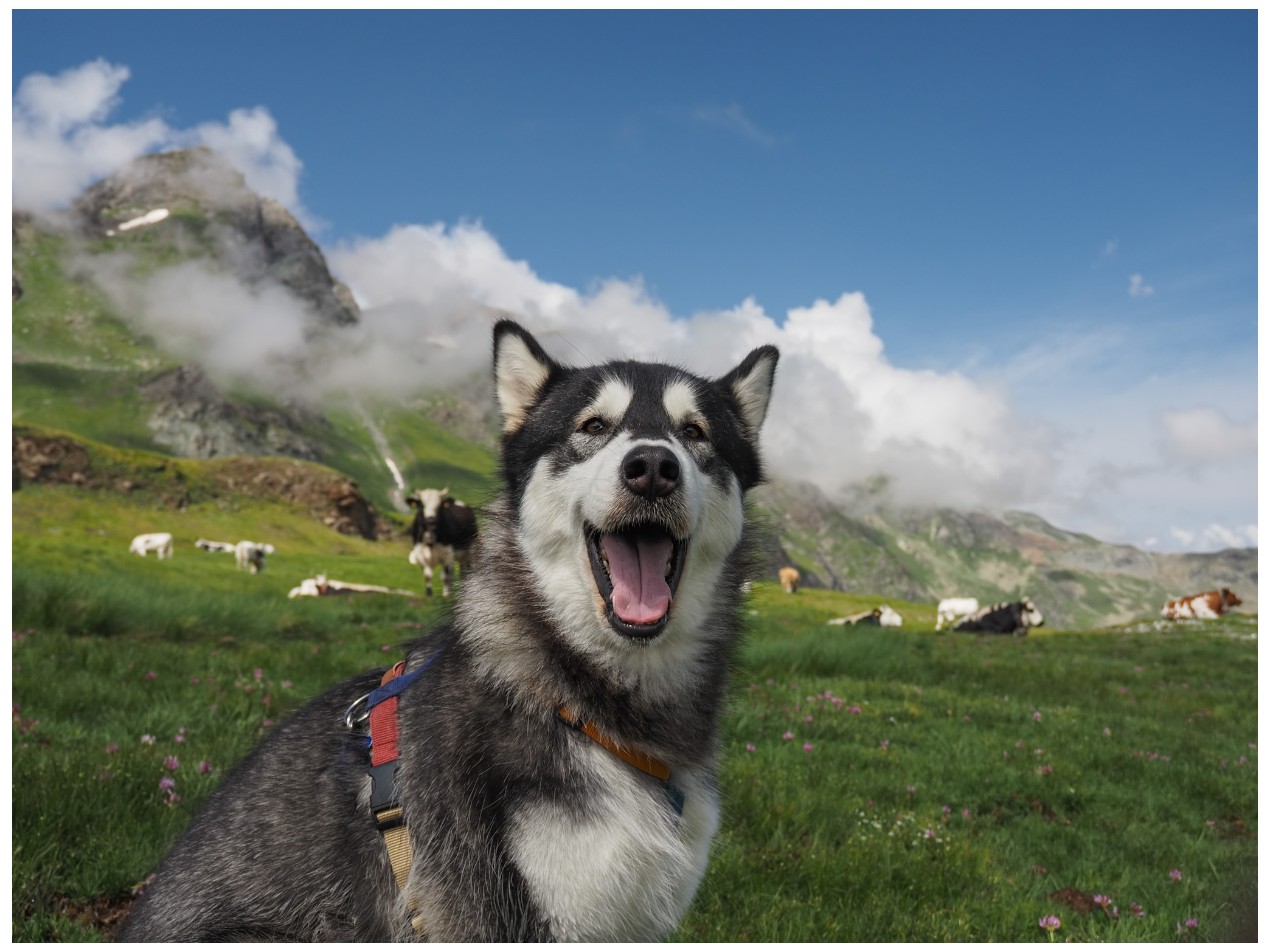 Alaskan Malamute Nina