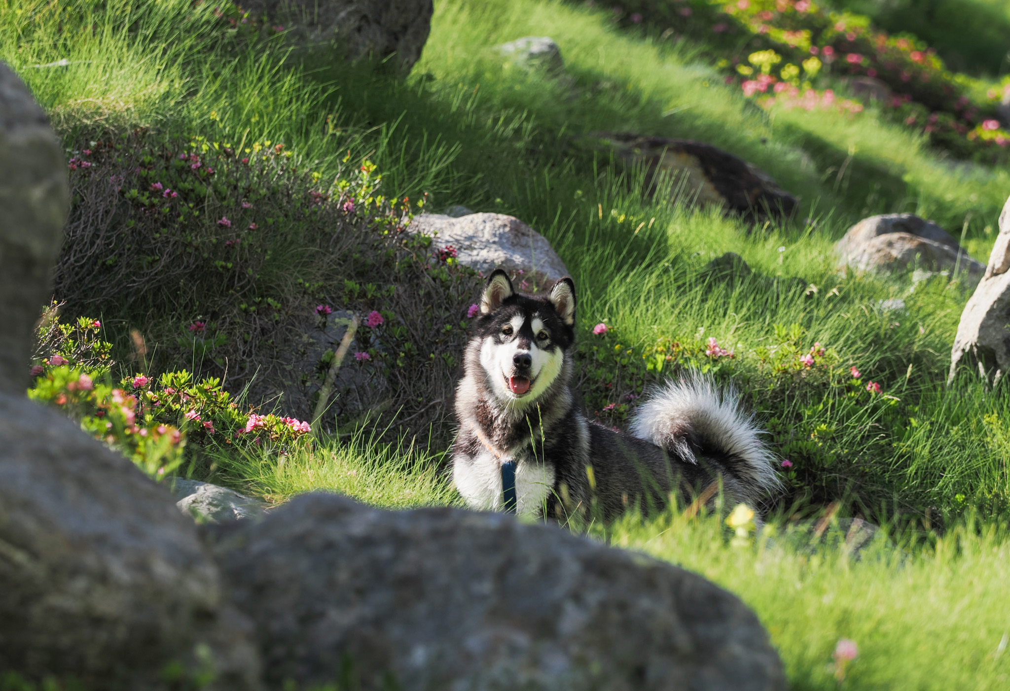 Valle D'Aosta - Alaskan Malamute - Nina