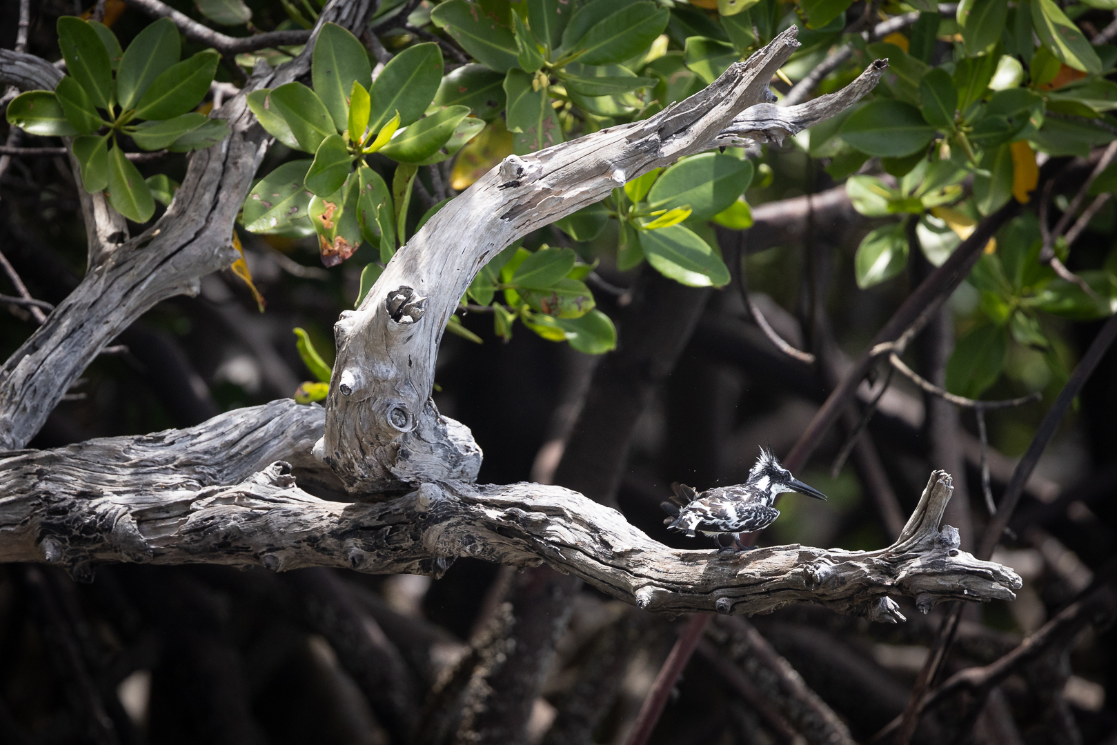Martin on the mangroves