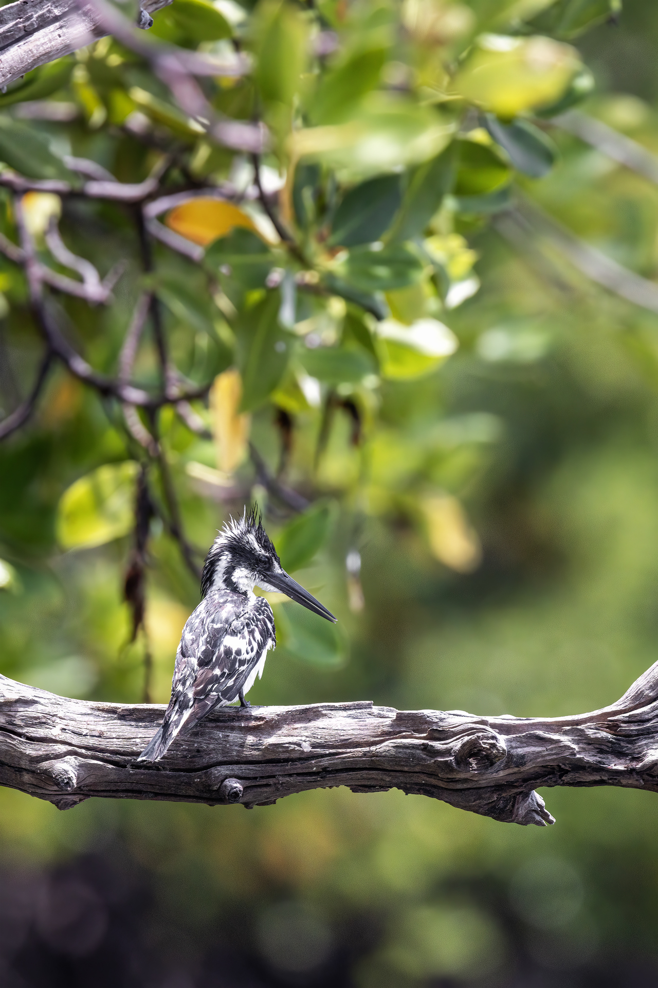 Black and white kingfisher