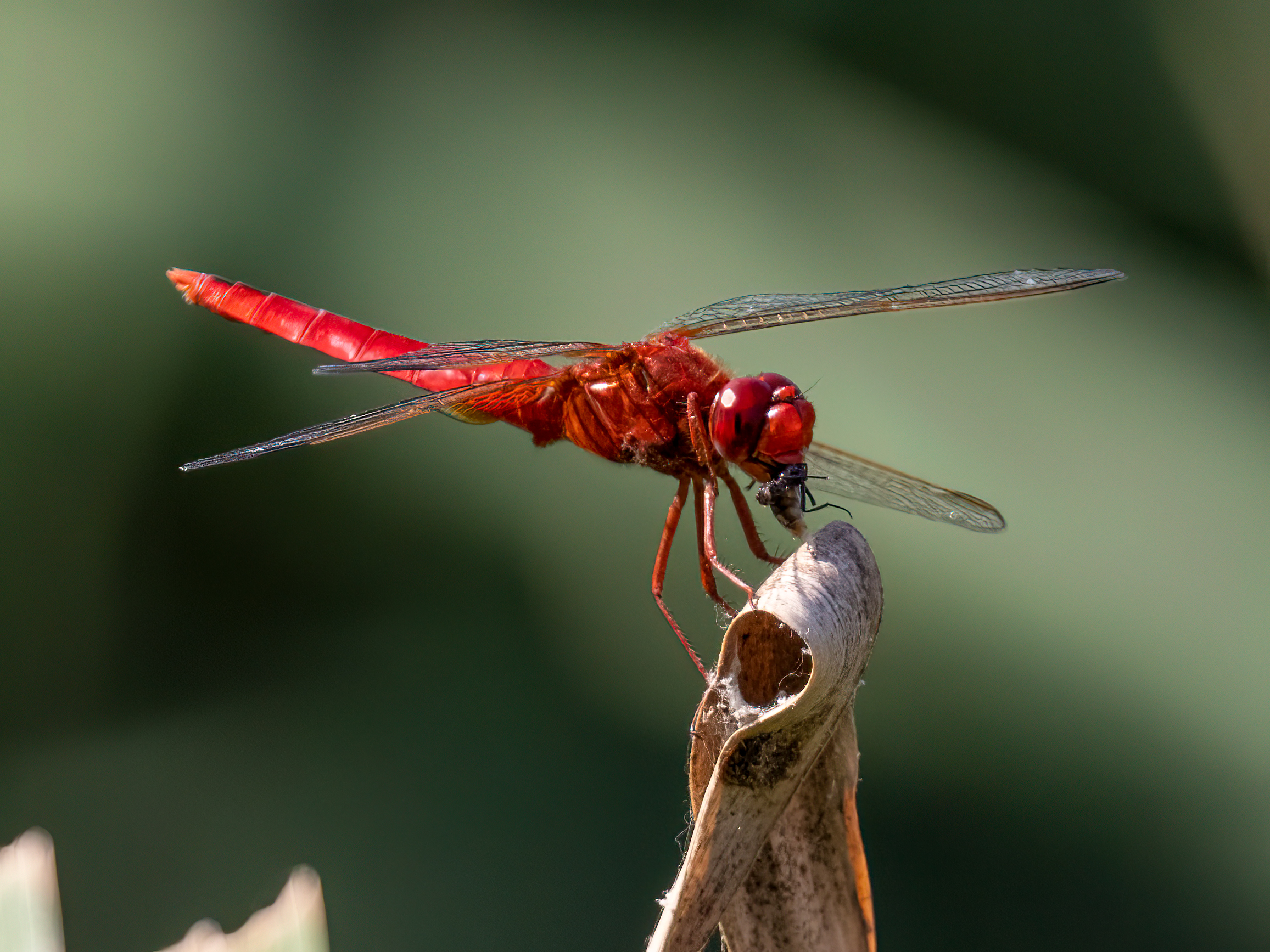 Dragonfly with prey