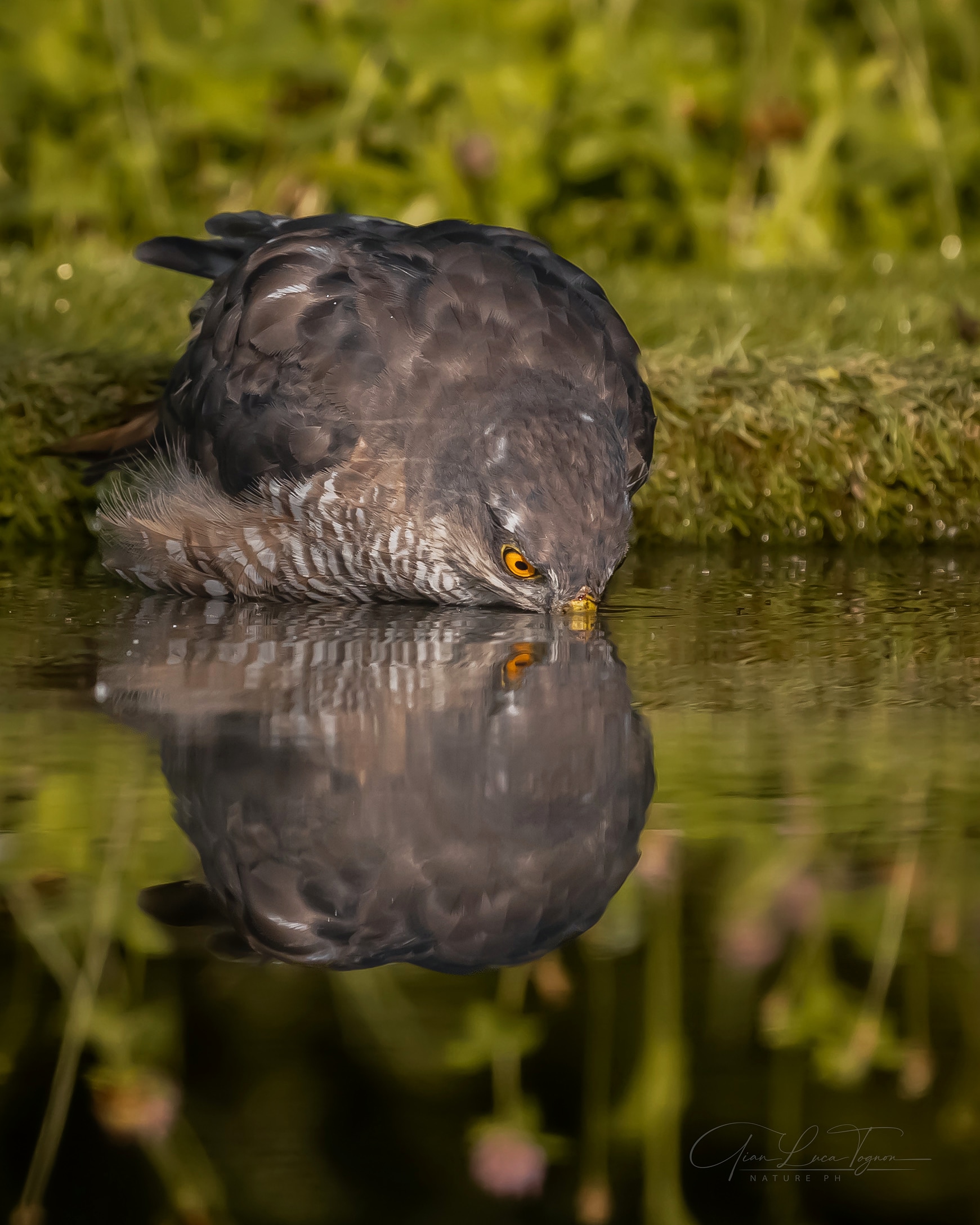 Narcissus' Kiss | Narcissus' kiss