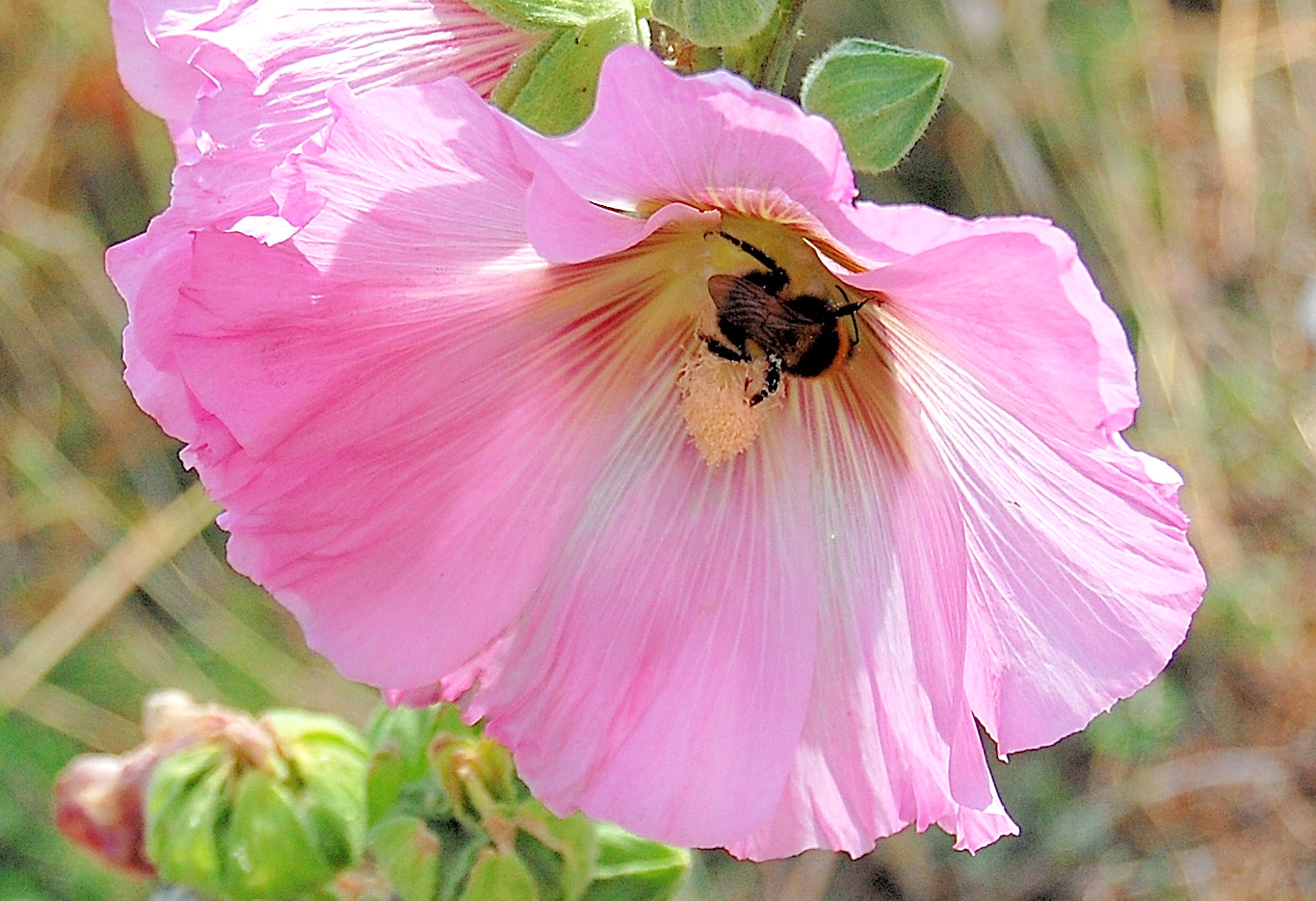 Pollination, a miracle of nature