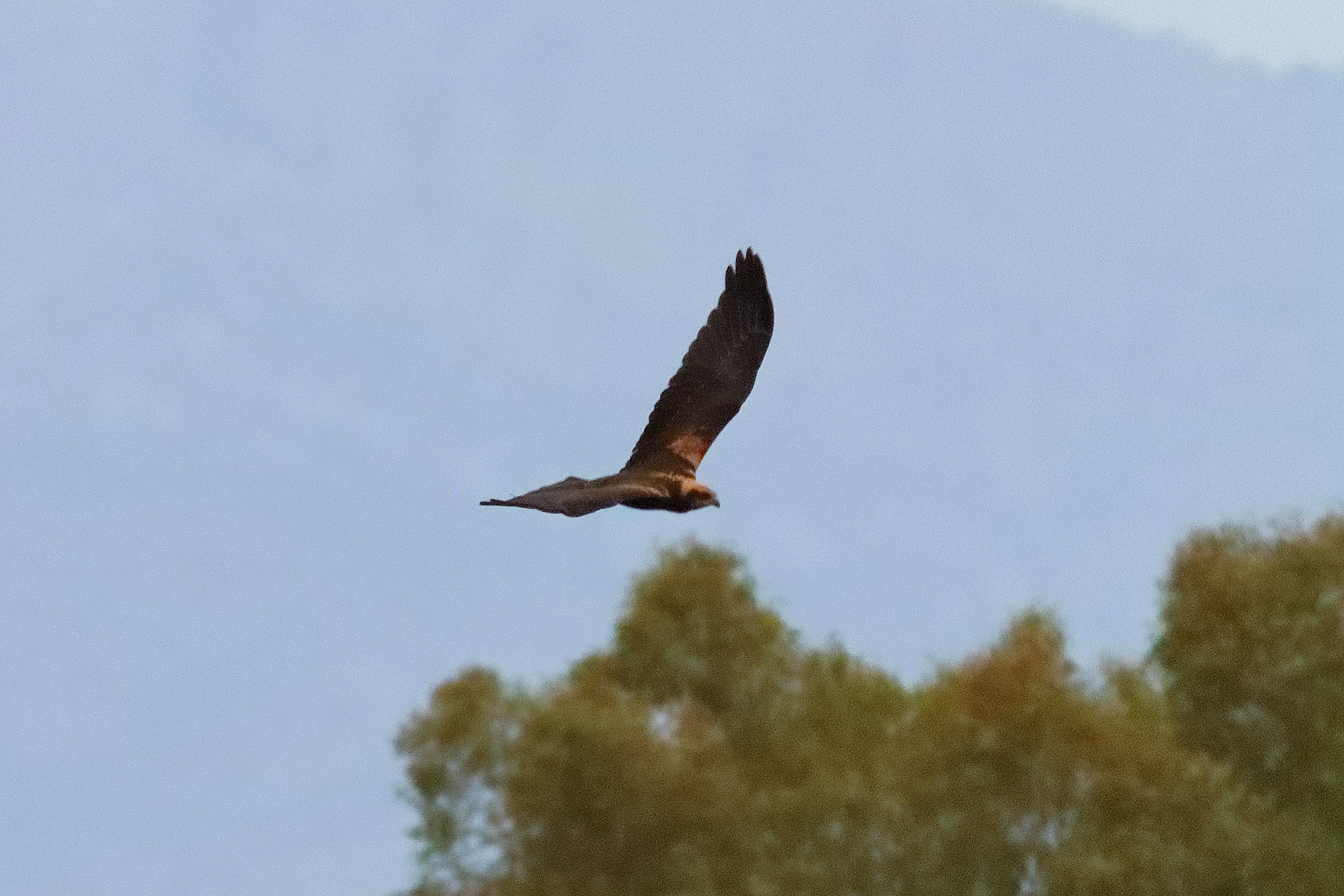 Falco di palude F 19-06-2024 - 0576