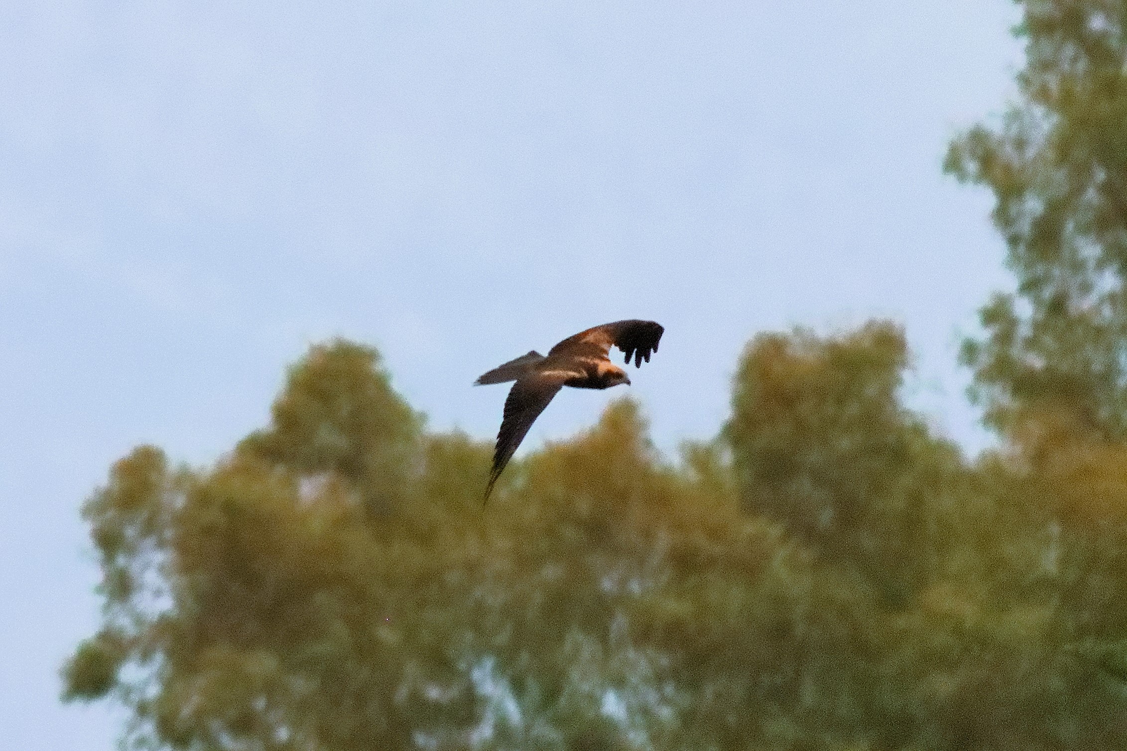 Falco di palude F 19-06-2024 - 0577