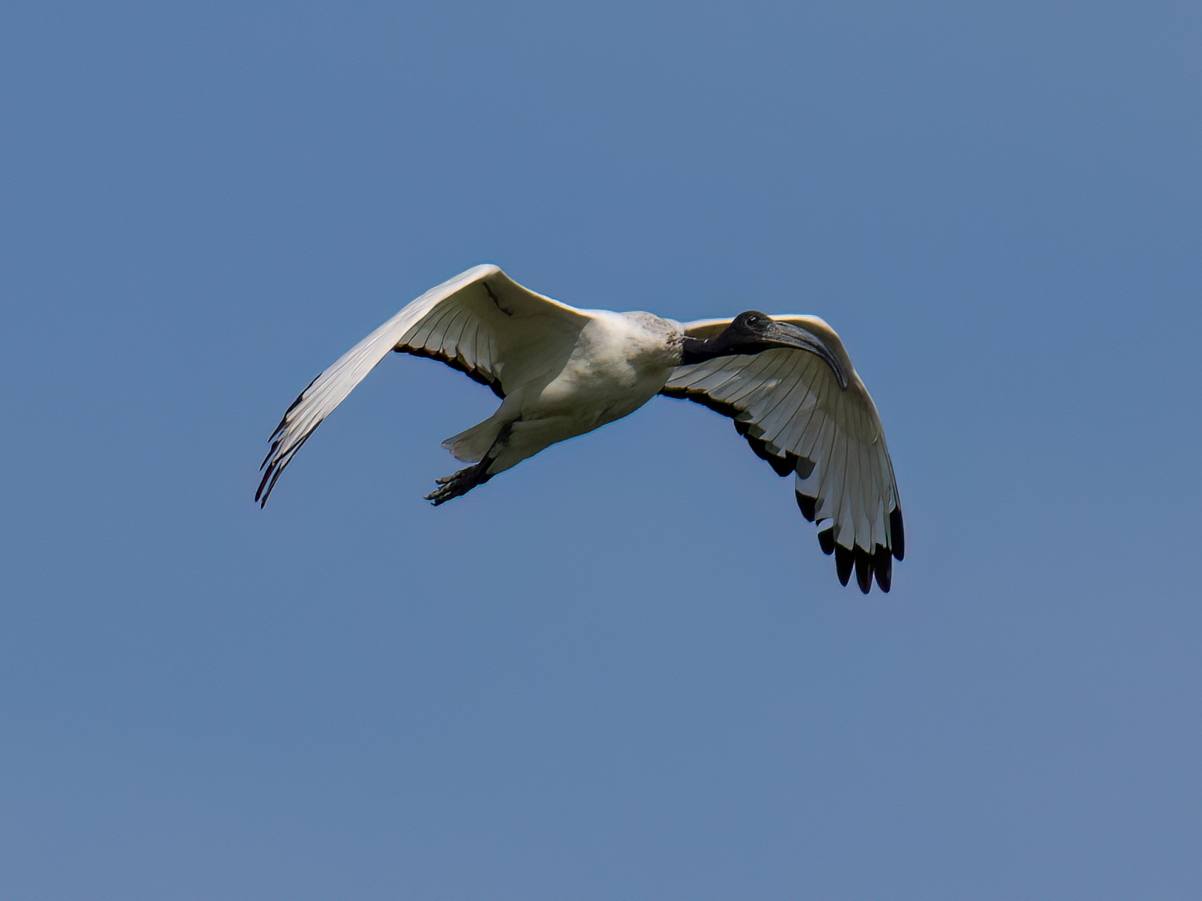 Sacred Ibis
