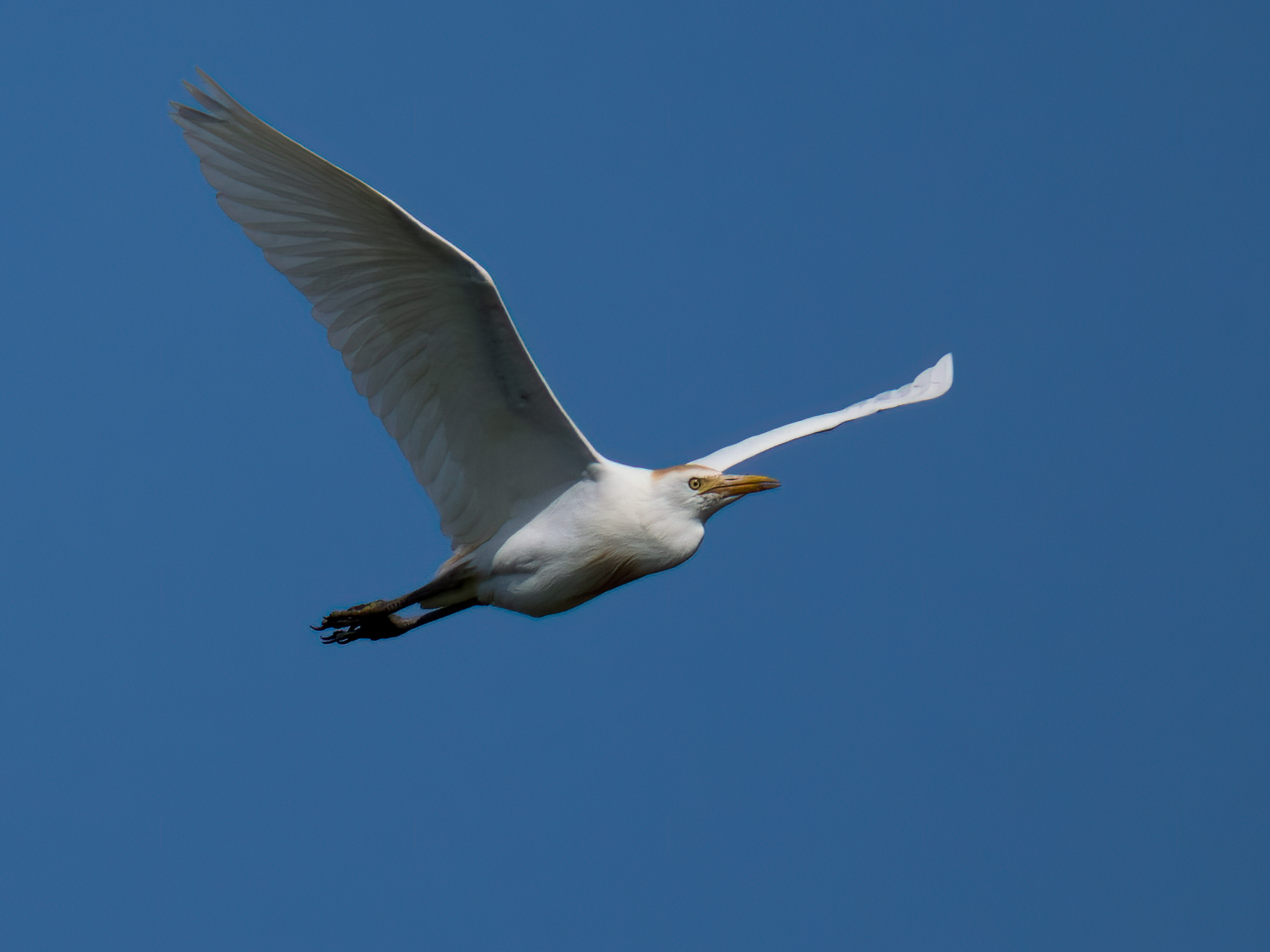 Cattle egret