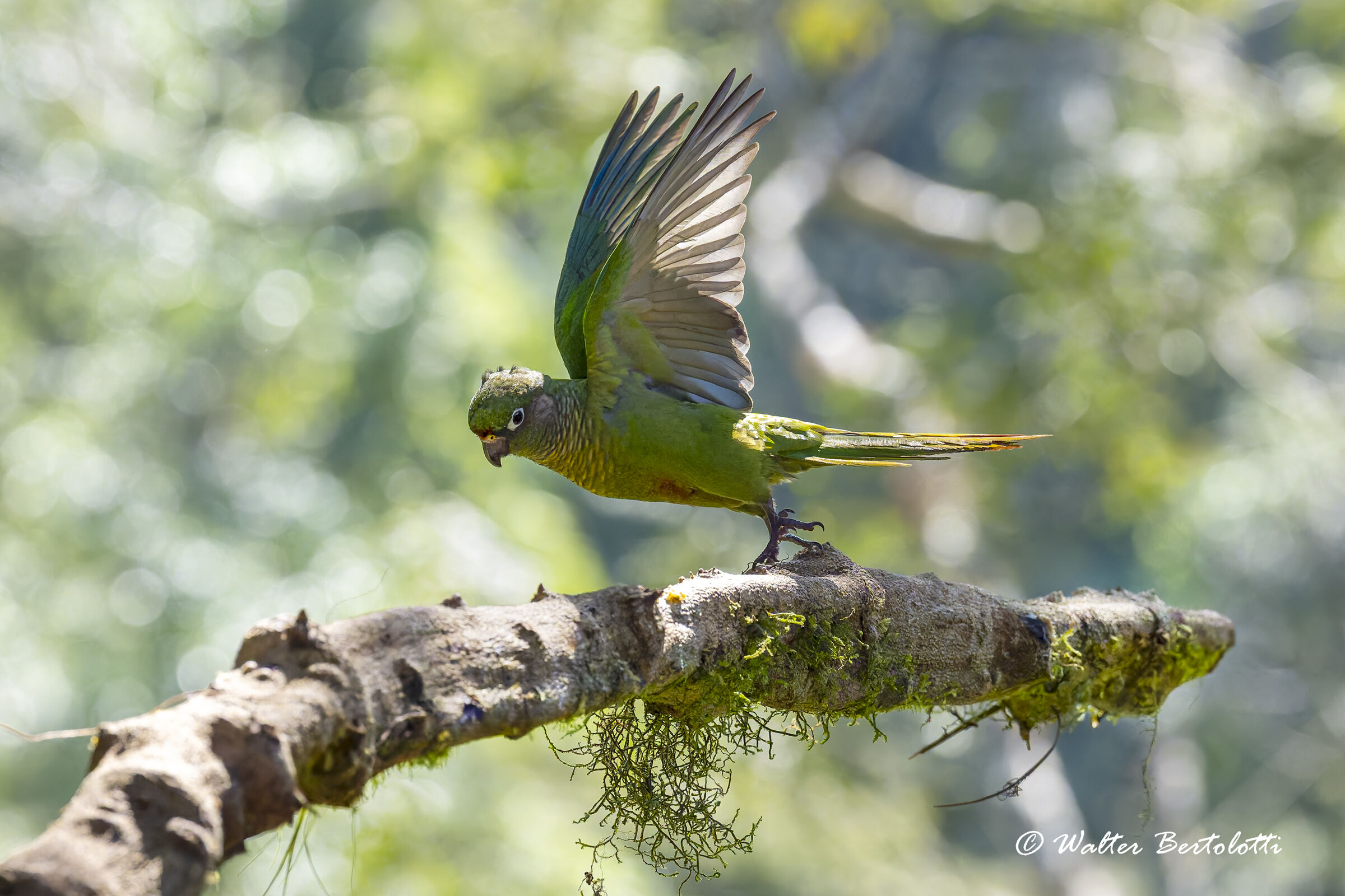 brown-bellied parakeet