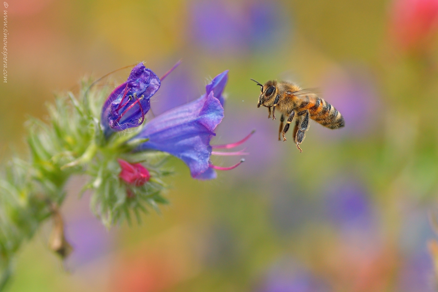 Tra i colori...un'operaia...