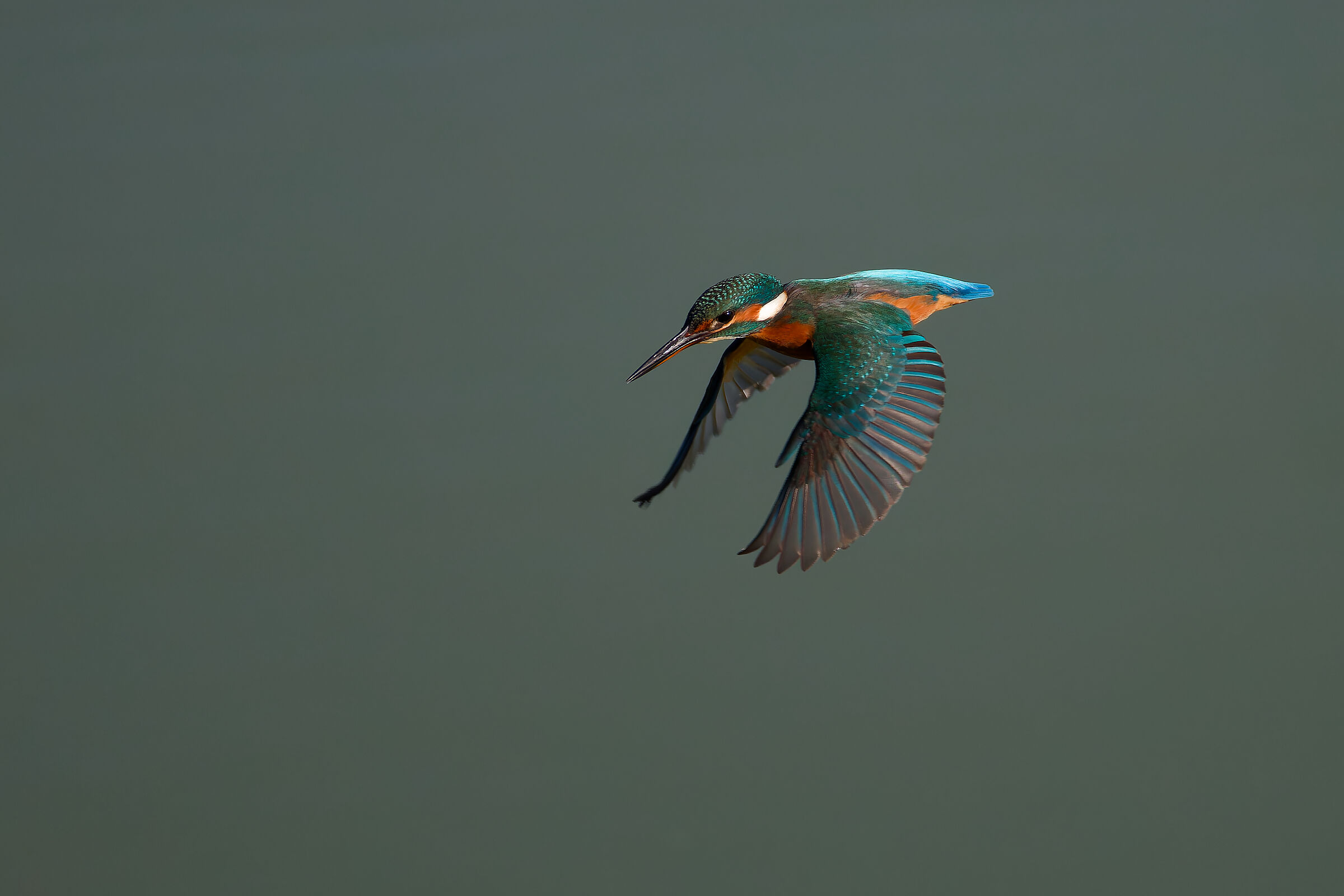 Kingfisher
