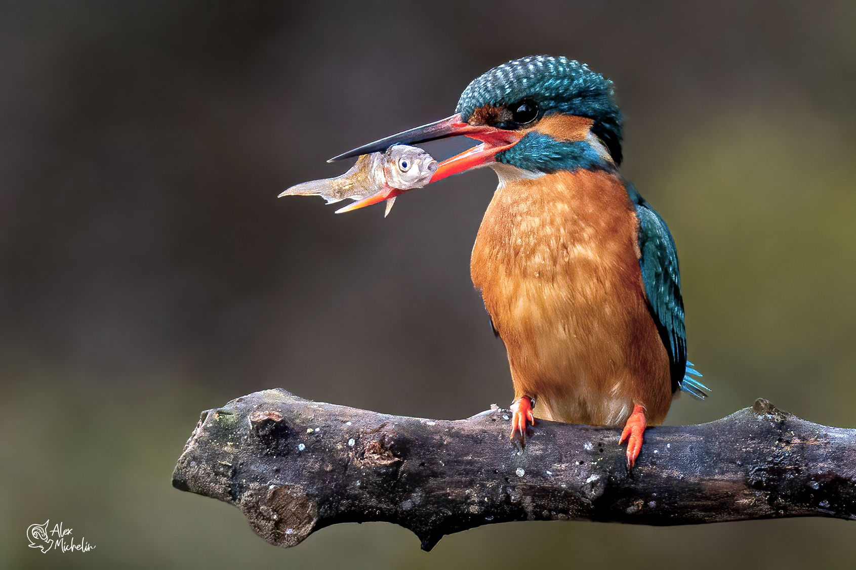 Martin pescatore femmina con preda