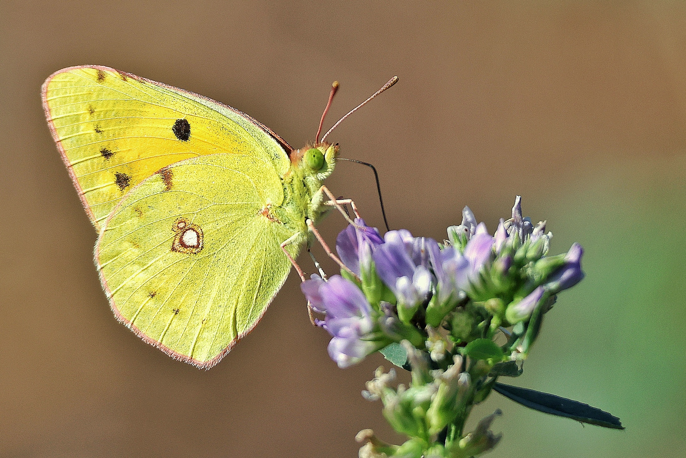 Colias croceus