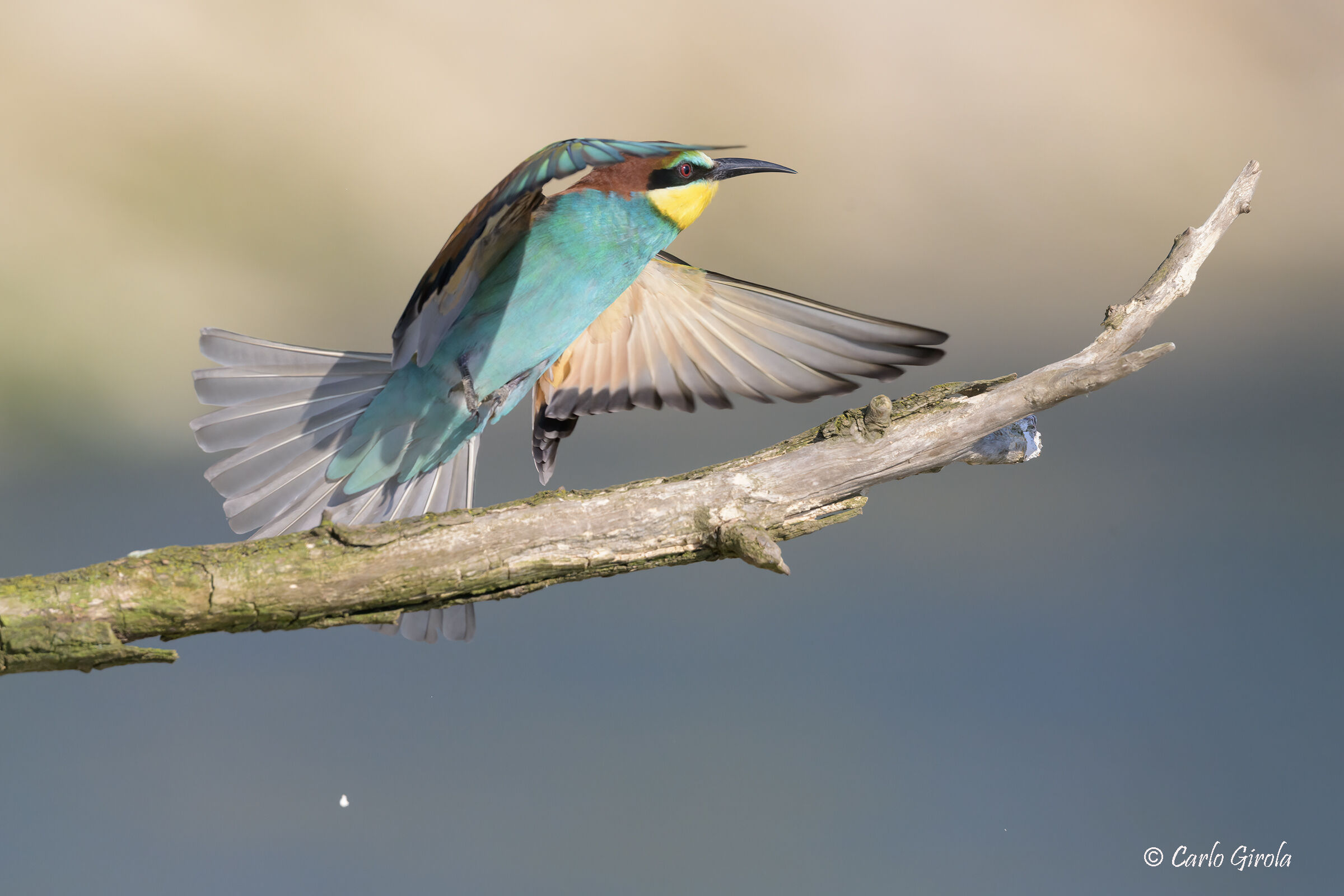 Gruccione (Merops apiaster)